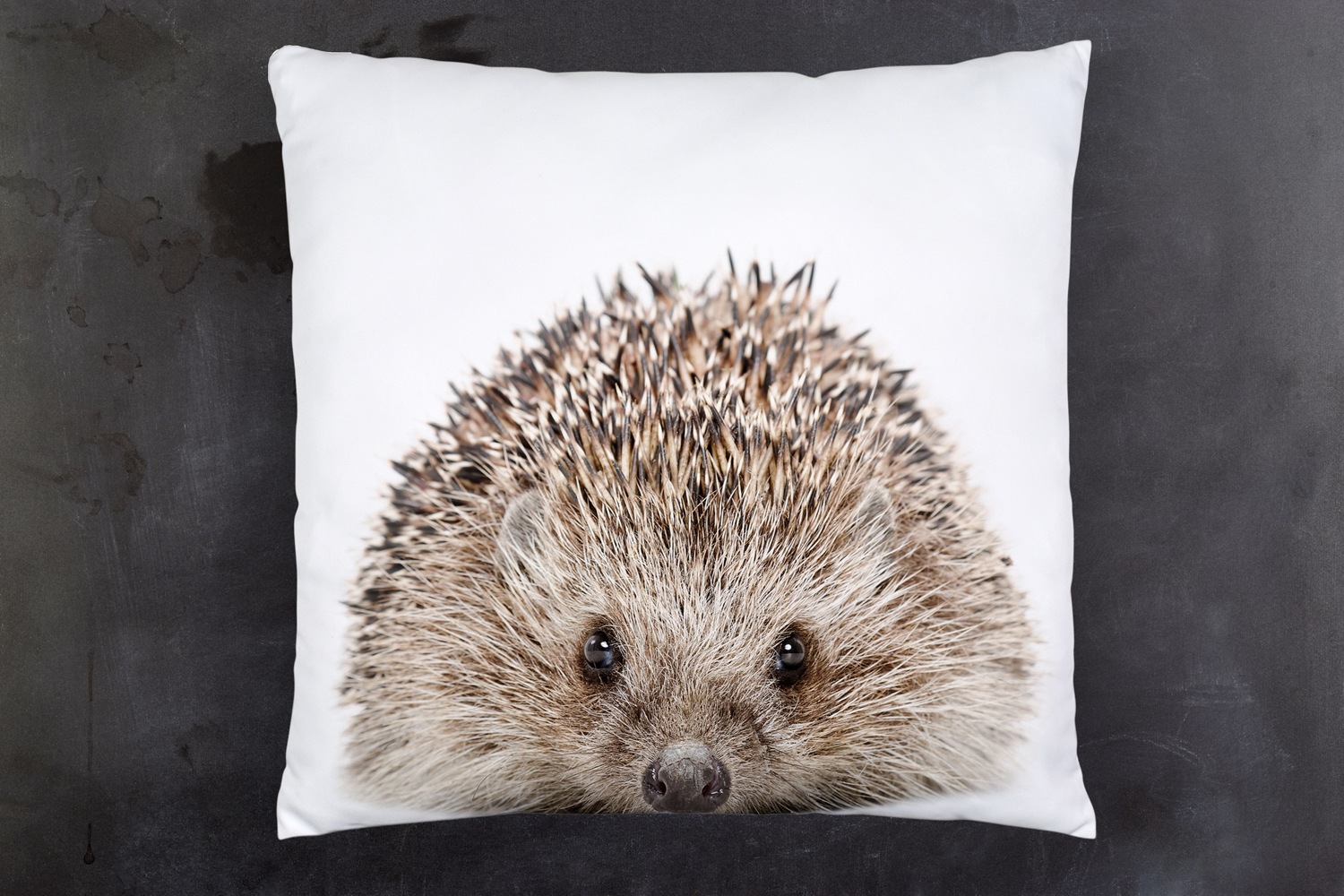 queence Dekokissen »Igel«, Kissenhülle mit HD Premium Druck, geruchsneutral, 40x40cm