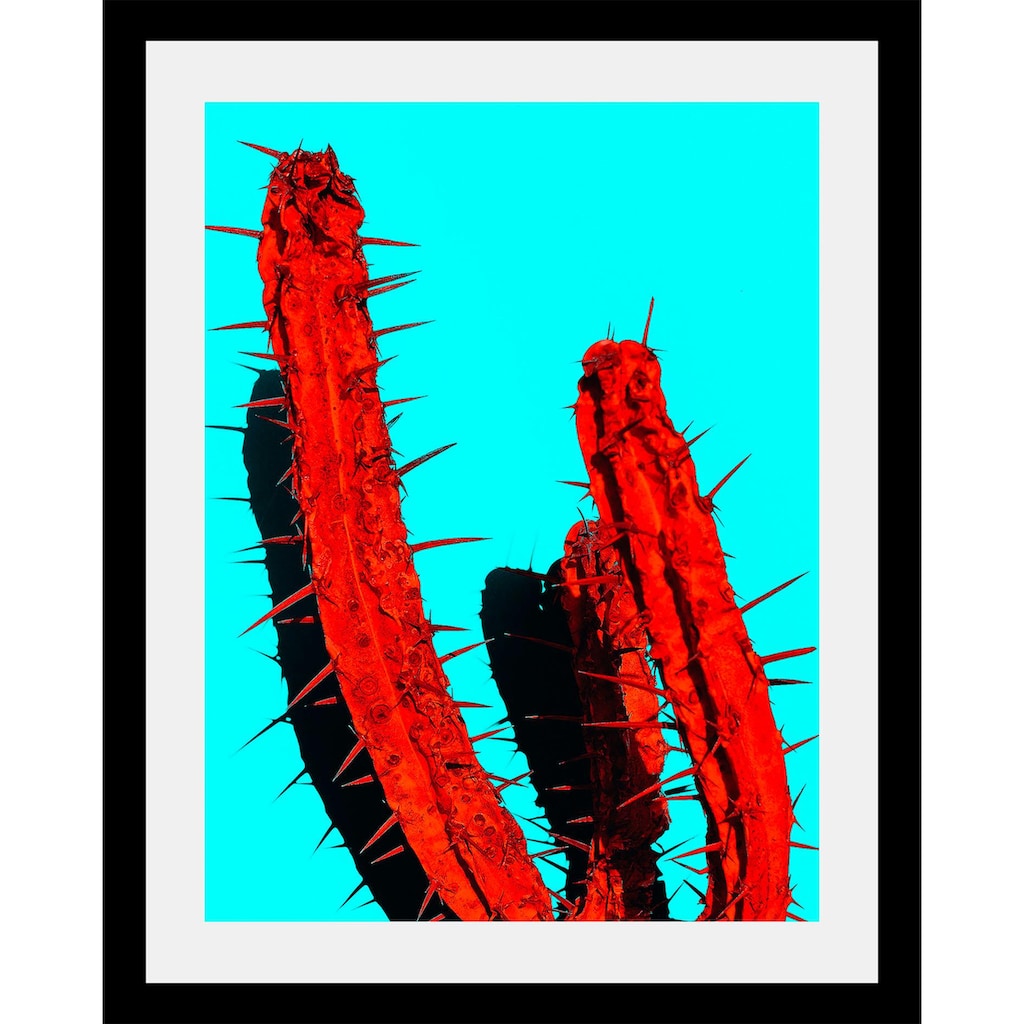 queence Bild »Kaktus«