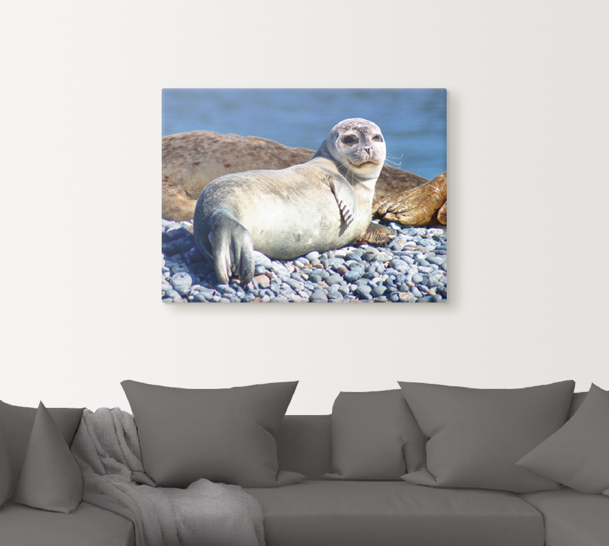 Artland Wandbild »Junger Seehund am Strand von Helgoland«, Wassertiere, (1 St.), als Alubild, Leinwandbild, Wandaufkleber oder Poster in versch. Größen