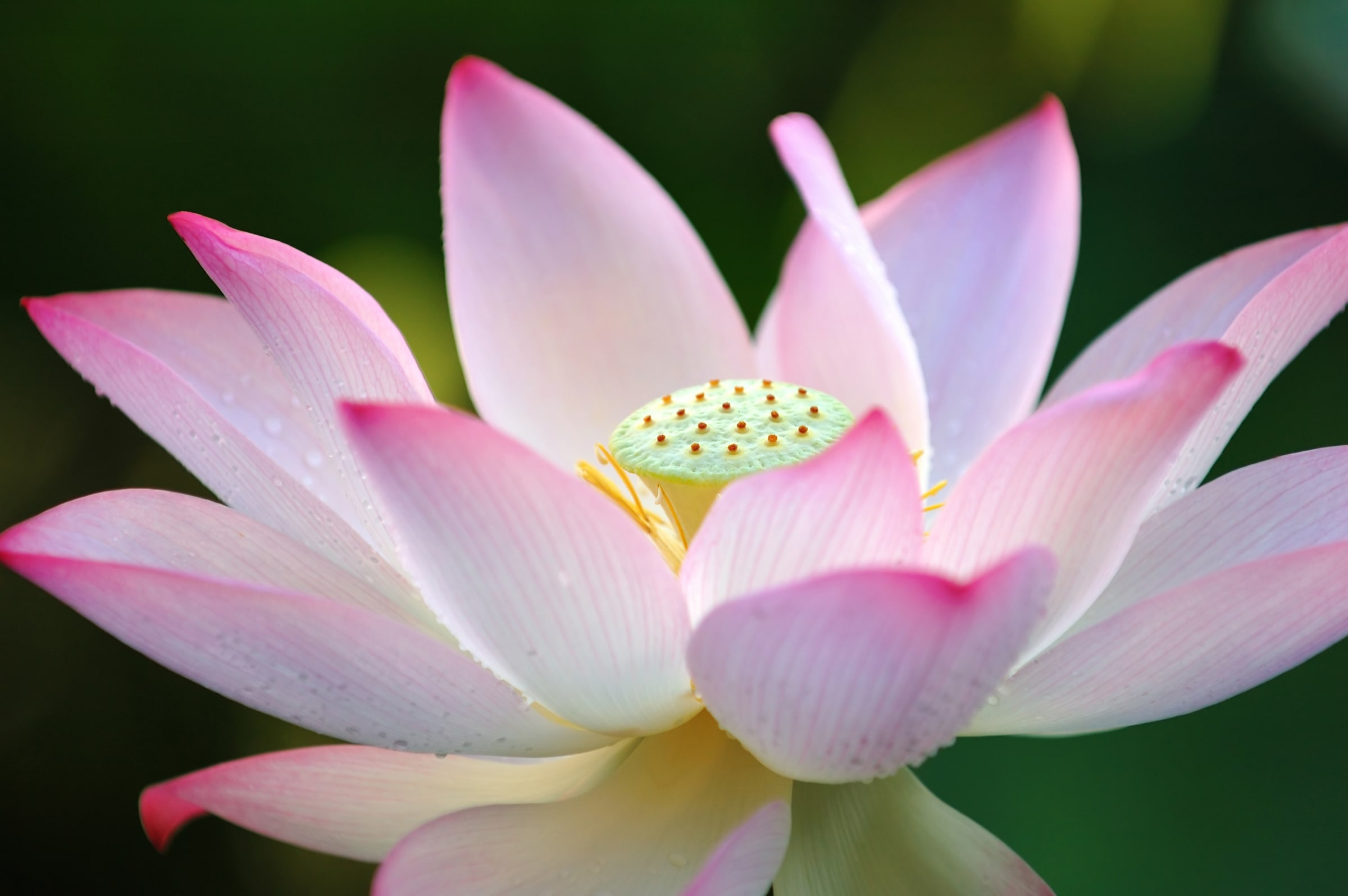 Fototapete »Lotus Flower«