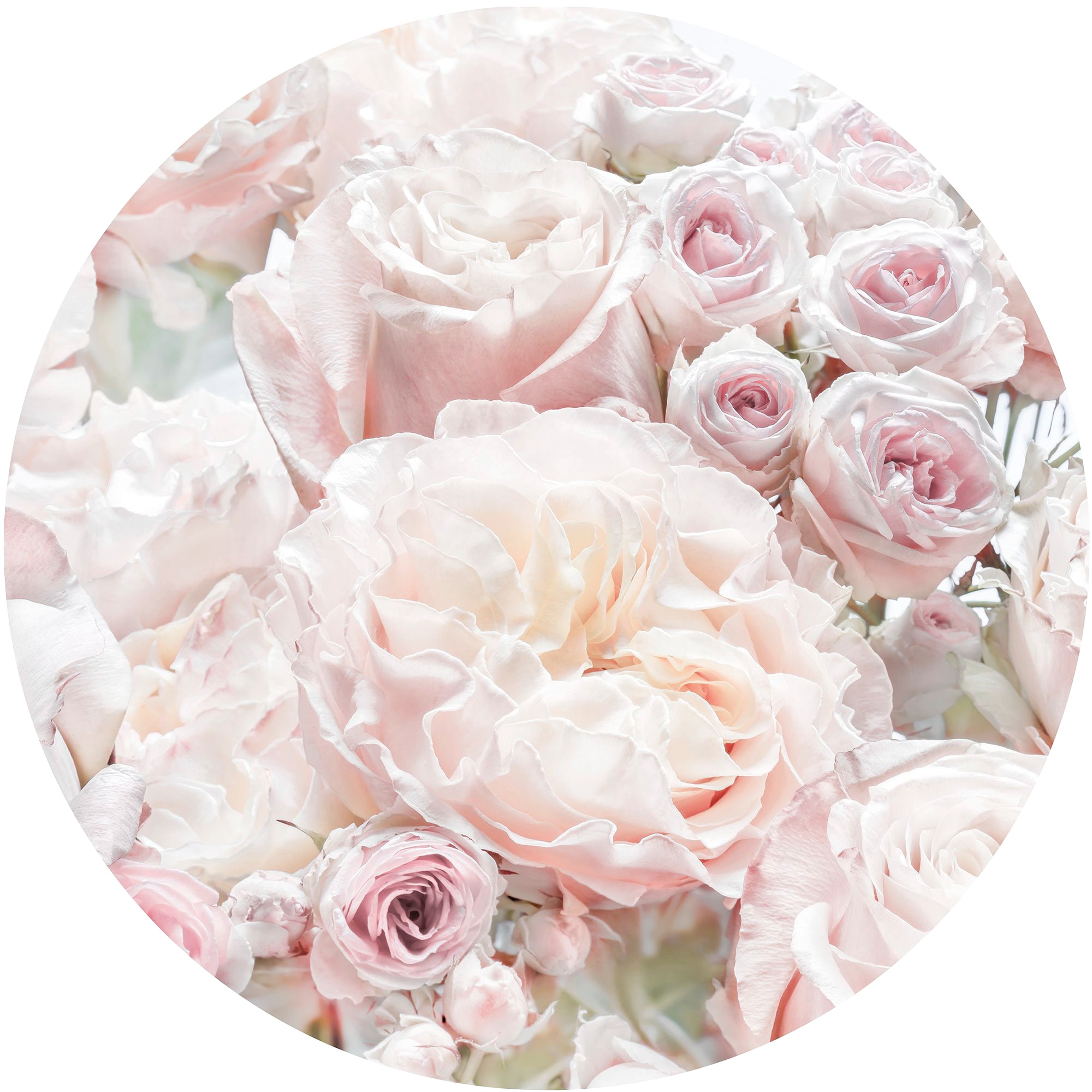 Komar Fototapete »Pink and Cream Roses«, 125x125 cm (Breite x Höhe), rund  und selbstklebend online kaufen | mit 3 Jahren XXL Garantie