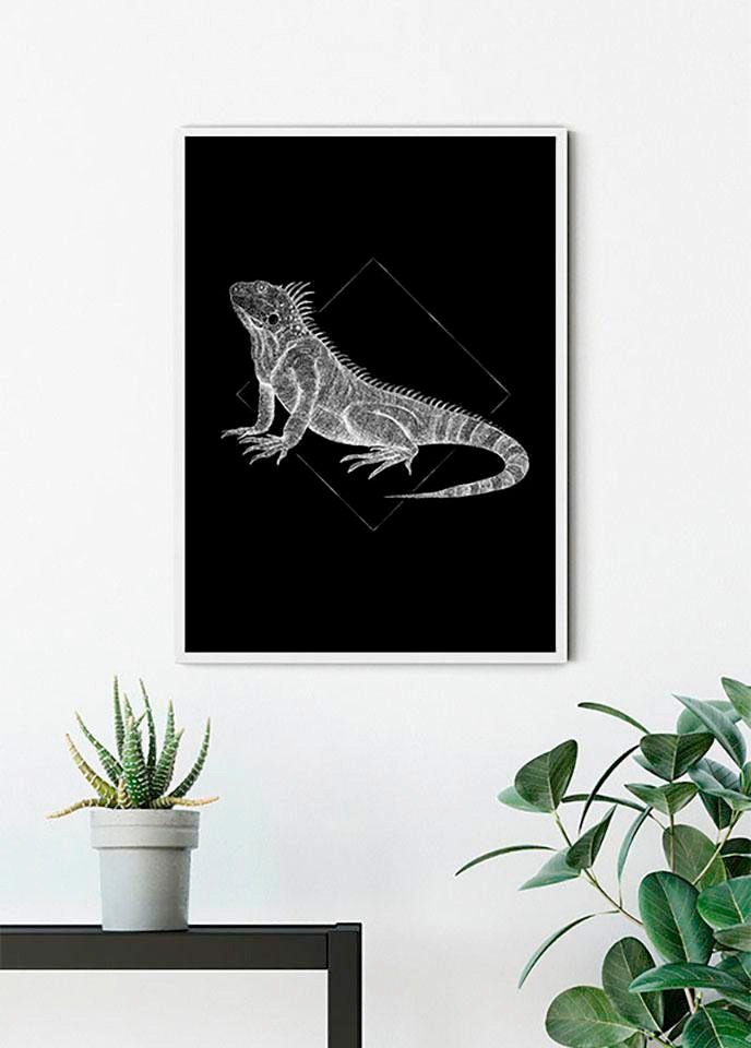 Komar Bild »Iguana Black« Tiere 1 Stk. tlg. Wandbild zur Dekoration - ohne Rahmen