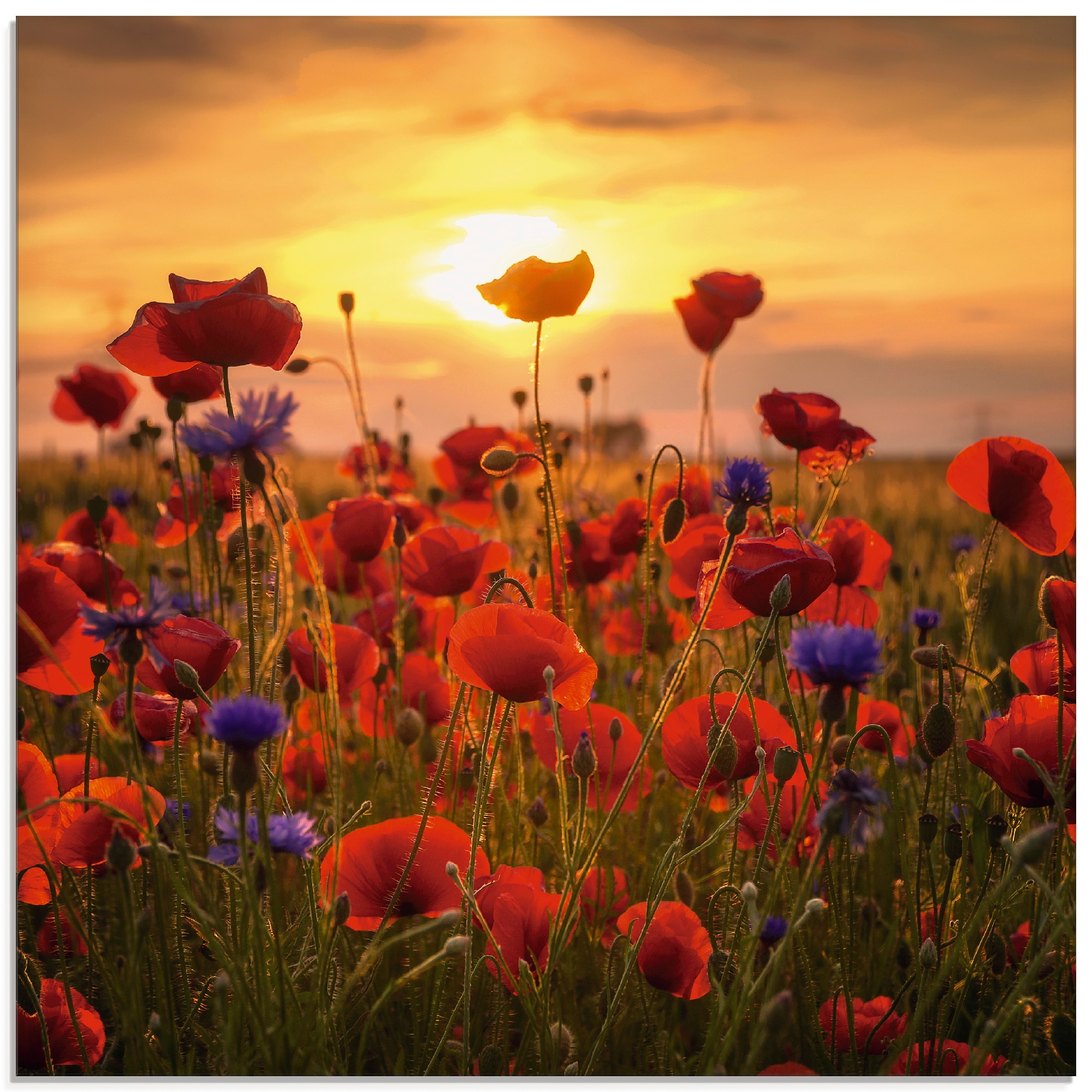 Blumen, im »Mohnblumen bestellen St.), (1 Abendlicht«, Artland Größen verschiedenen Glasbild auf Raten in