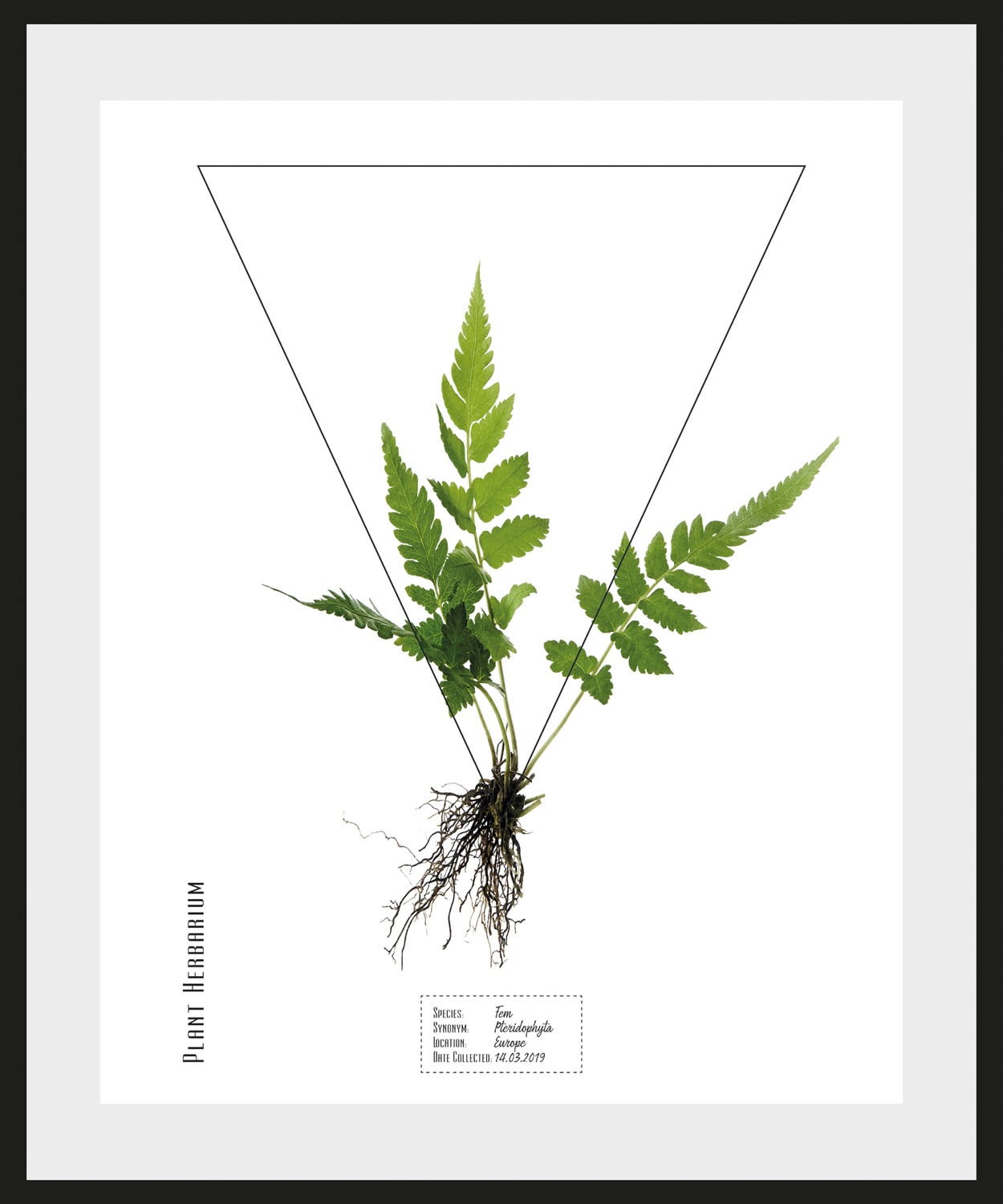 queence Bild »Pteridophyta«, Pflanzen-Pflanzenbilder-Schriftzug, (1 St.), HD Premium Poster-Druck inkl. Holzrahmen