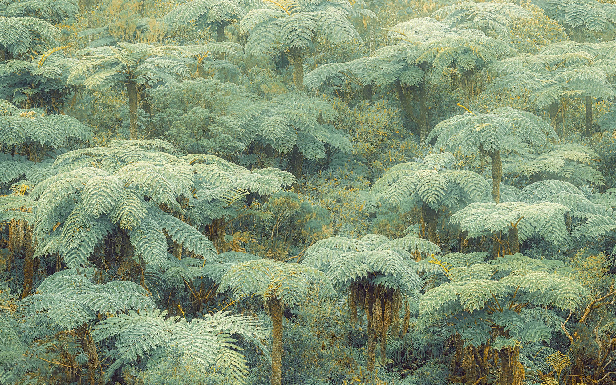 Komar Fototapete »Digitaldruck Vlies -  Jungle Lands - Größe 400 x 250 cm« bedruckt glatt Wohnzimmer, Schlafzimmer