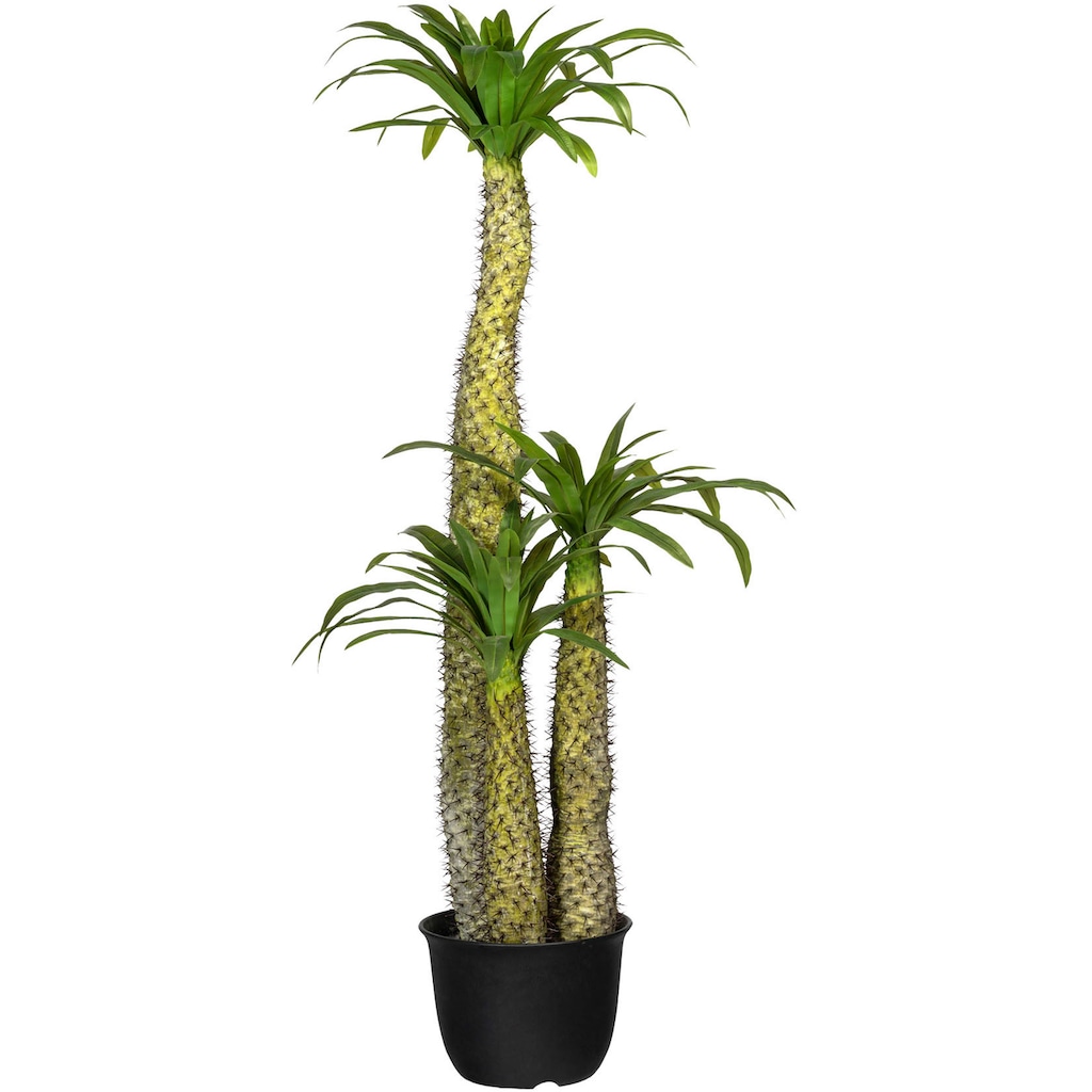 Creativ green Künstliche Zimmerpflanze »Madagaskarpalme Pachypodium«