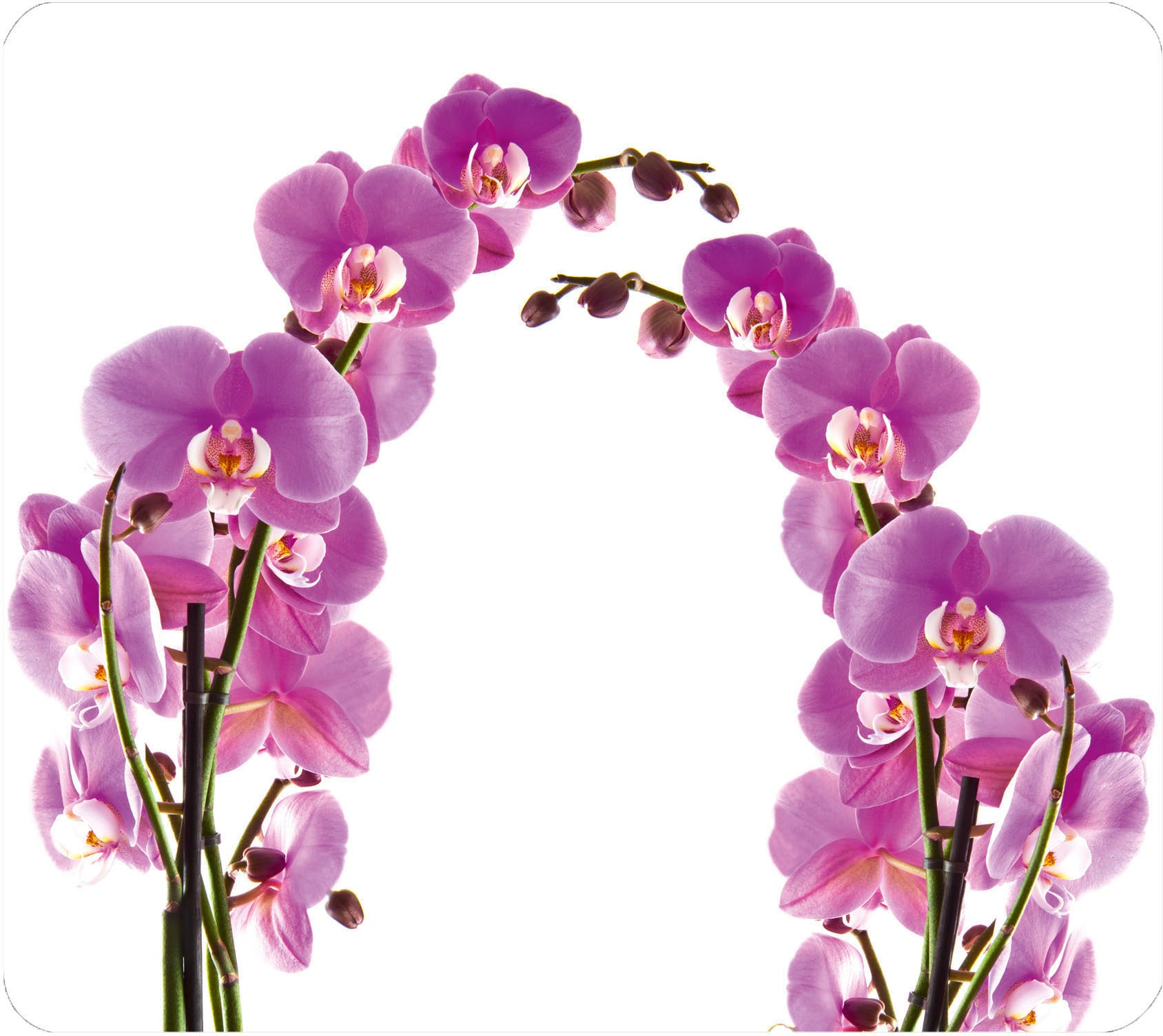 WENKO Herd-Abdeckplatte »Orchideenblüte«