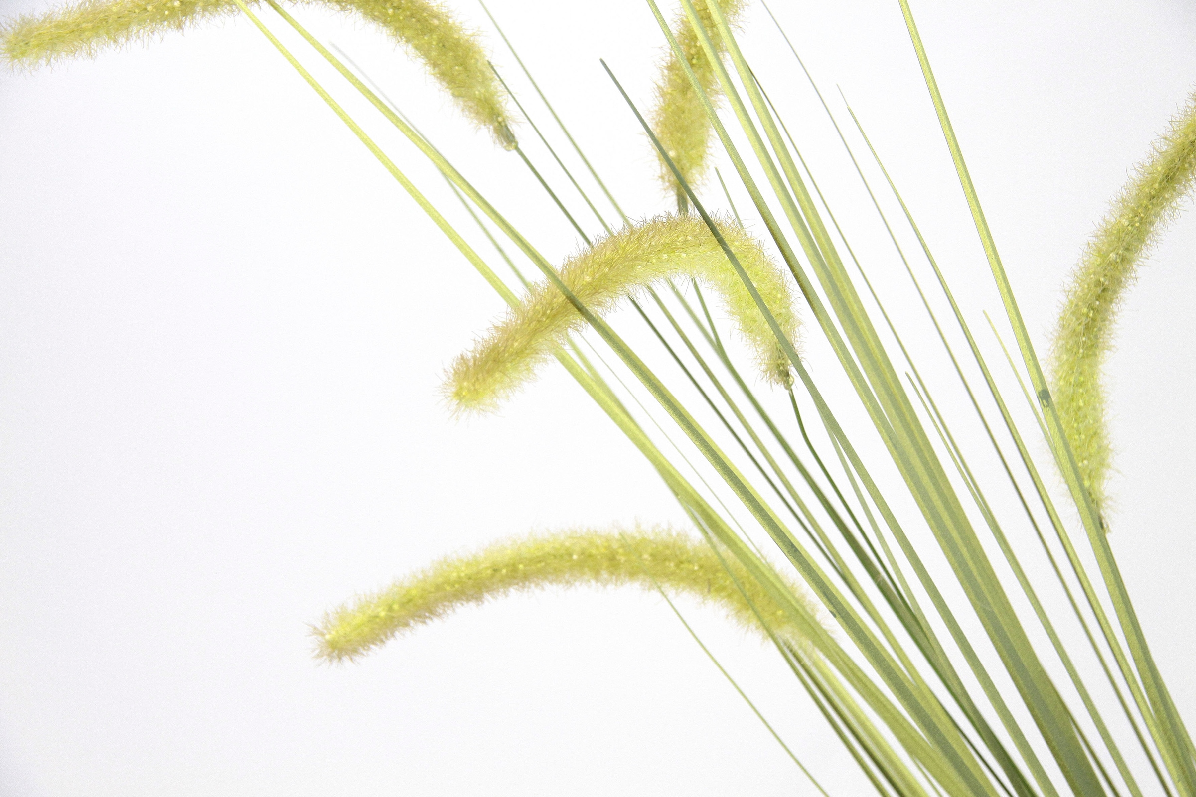 I.GE.A. Kunstblume »Fuchsschwanz« Dekozweig, 2er Set