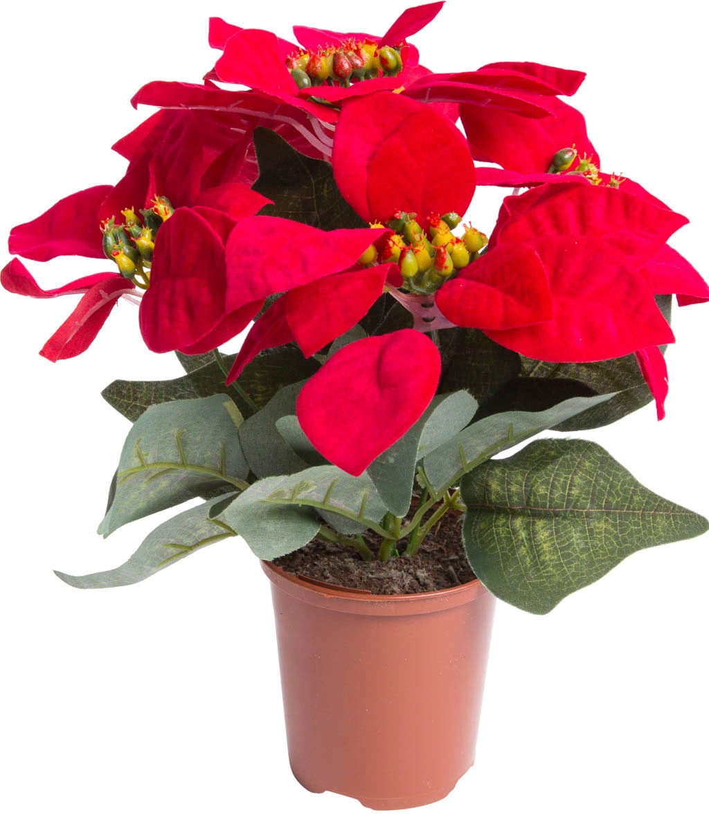 Botanic-Haus Kunstblume »Weihnachtsstern in braunem Kunststofftopf« bequem  kaufen