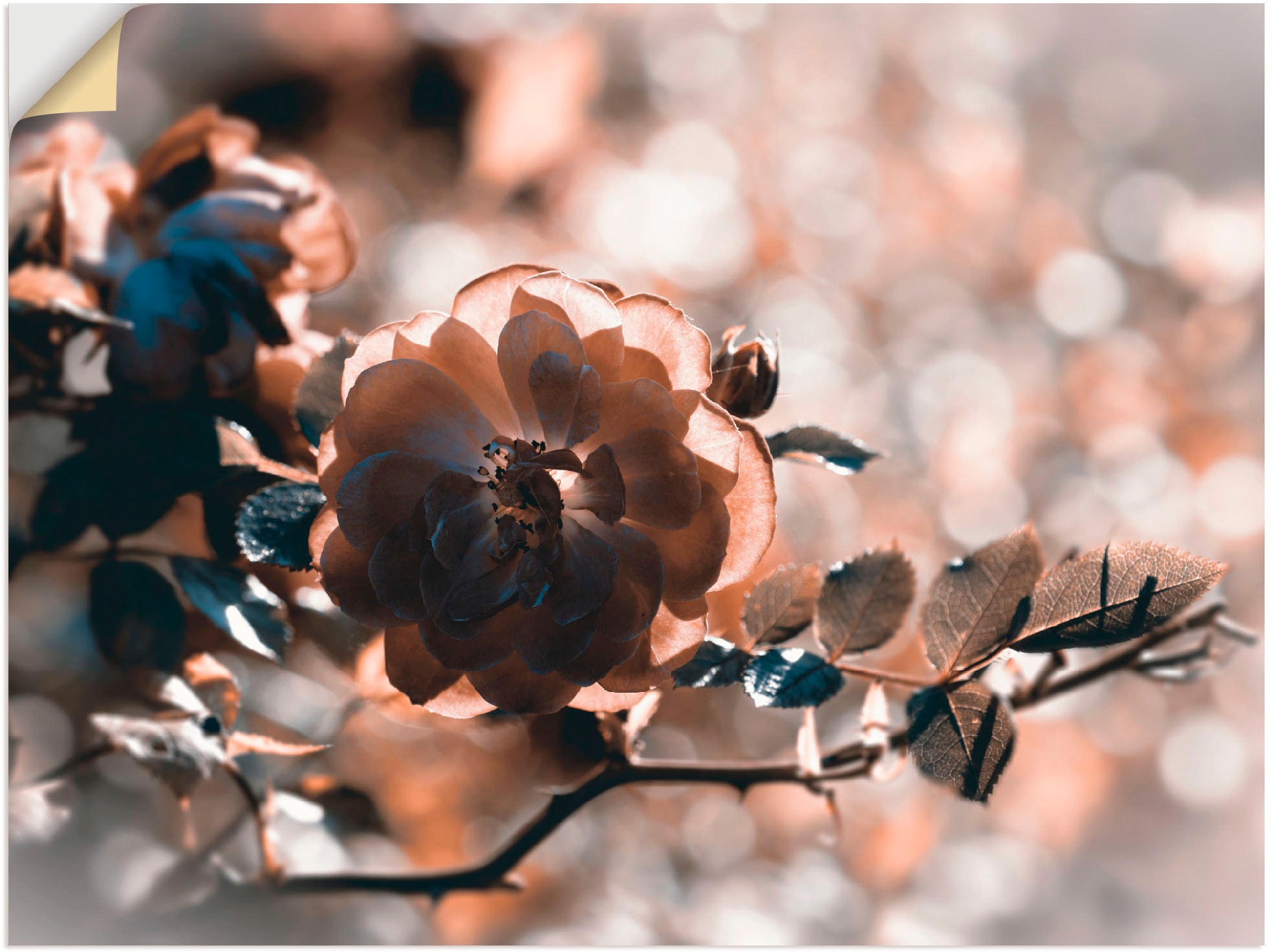 Artland Wandbild »Rose«, Blumen, (1 St.), als Leinwandbild, Wandaufkleber  oder Poster in versch. Größen bequem kaufen | Poster