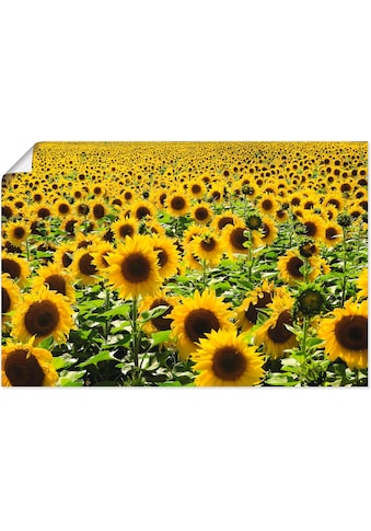 Artland Wandbild »Sonnenblumenfeld«, Blumen, (1 St.), in vielen Größen & Produktarten... kaufen