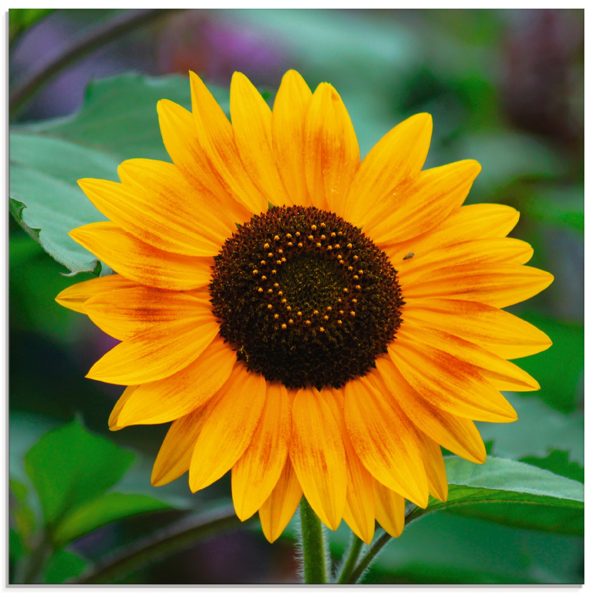 auf bestellen Blumen, Glasbild Artland in Größen »Sonnenblume«, verschiedenen (1 St.), Rechnung
