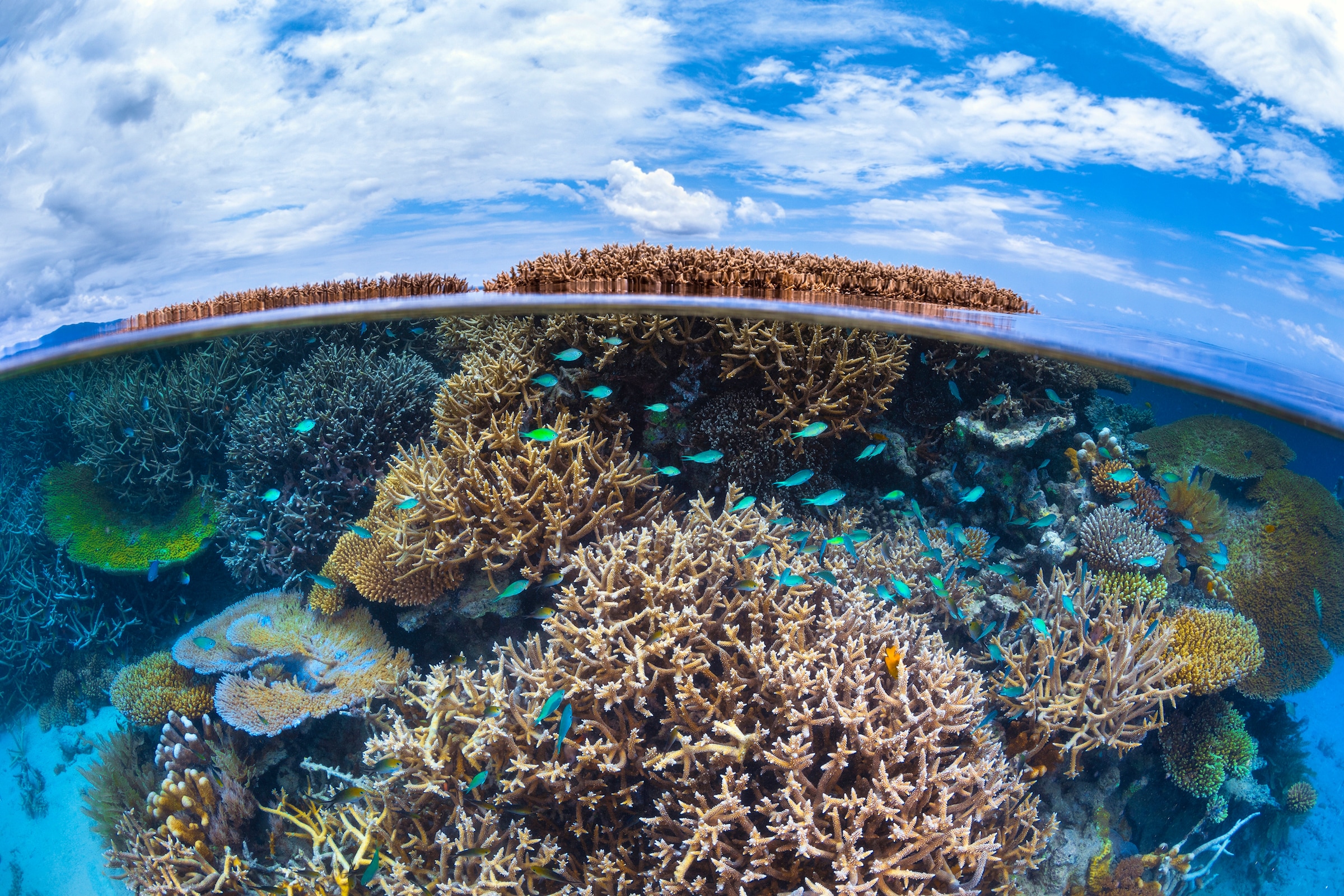 Papermoon, Fototapete »Photo-Art BARATHIEU GABRIEL, SPLIT-LEVEL VON MAYOTTE REEF«, bunt, Vlies, B/L: 5 m m x 2,8 m m - Bahnen: 10 Stk. St., bunt