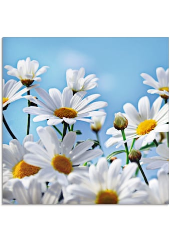 Artland Glasbild »Blumen - Margeriten«, Blumen, (1 St.) kaufen
