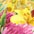bunt