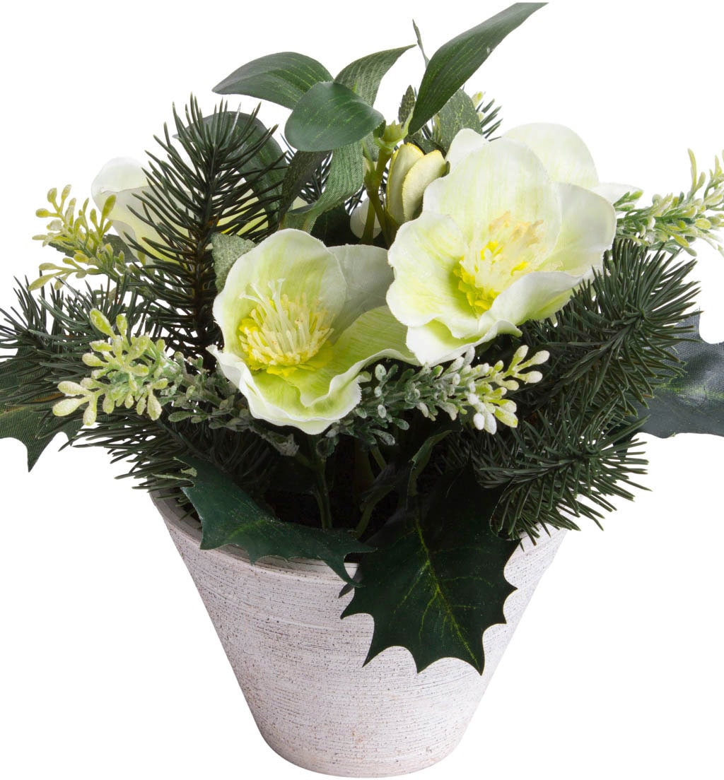 »Christrosen-Tannen-Arrangement Raten im Botanic-Haus Topf« bestellen Zimmerpflanze Künstliche auf