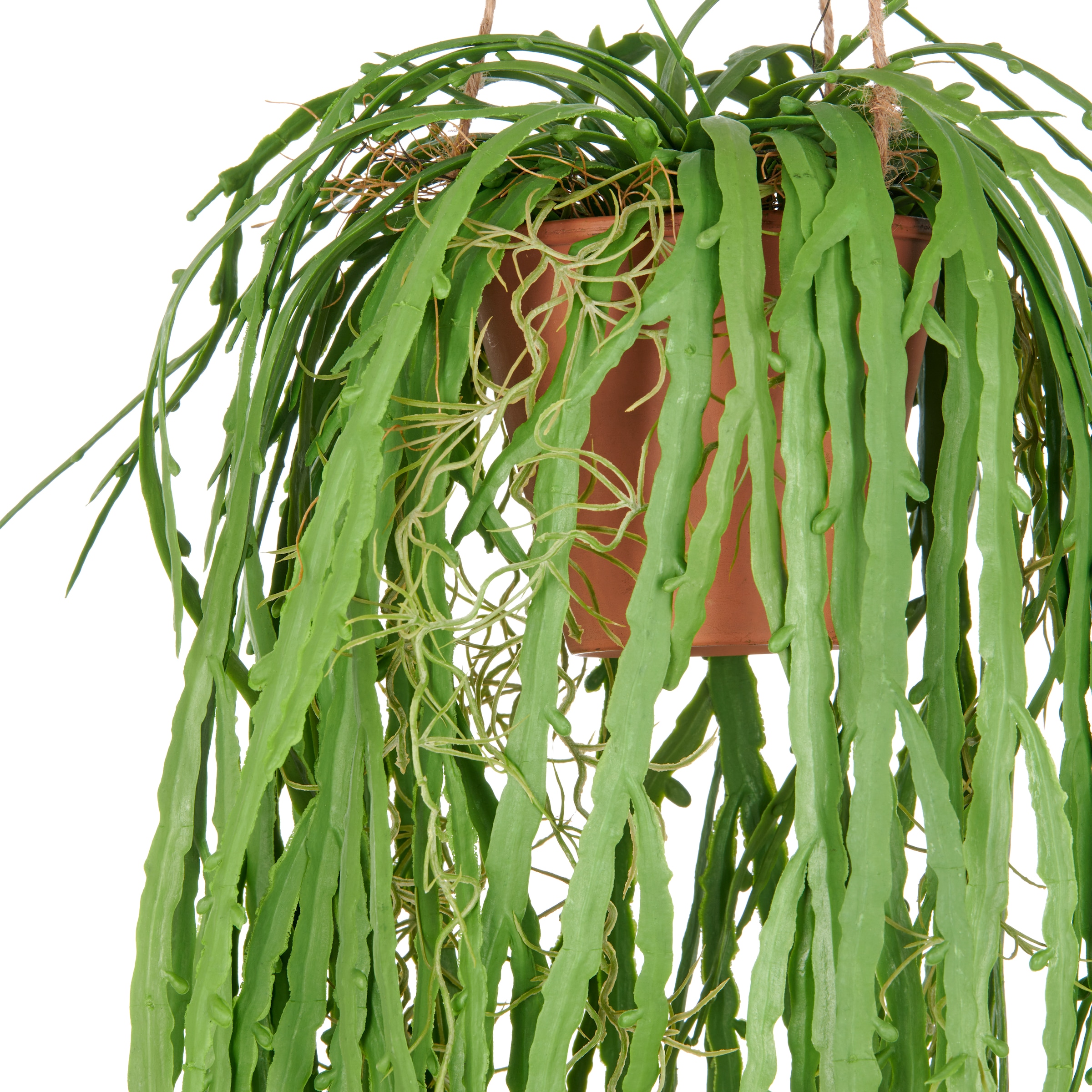 Creativ green Kunstpflanze »Hängende Rhipsalis crispata« mit zahlreichen Ranken