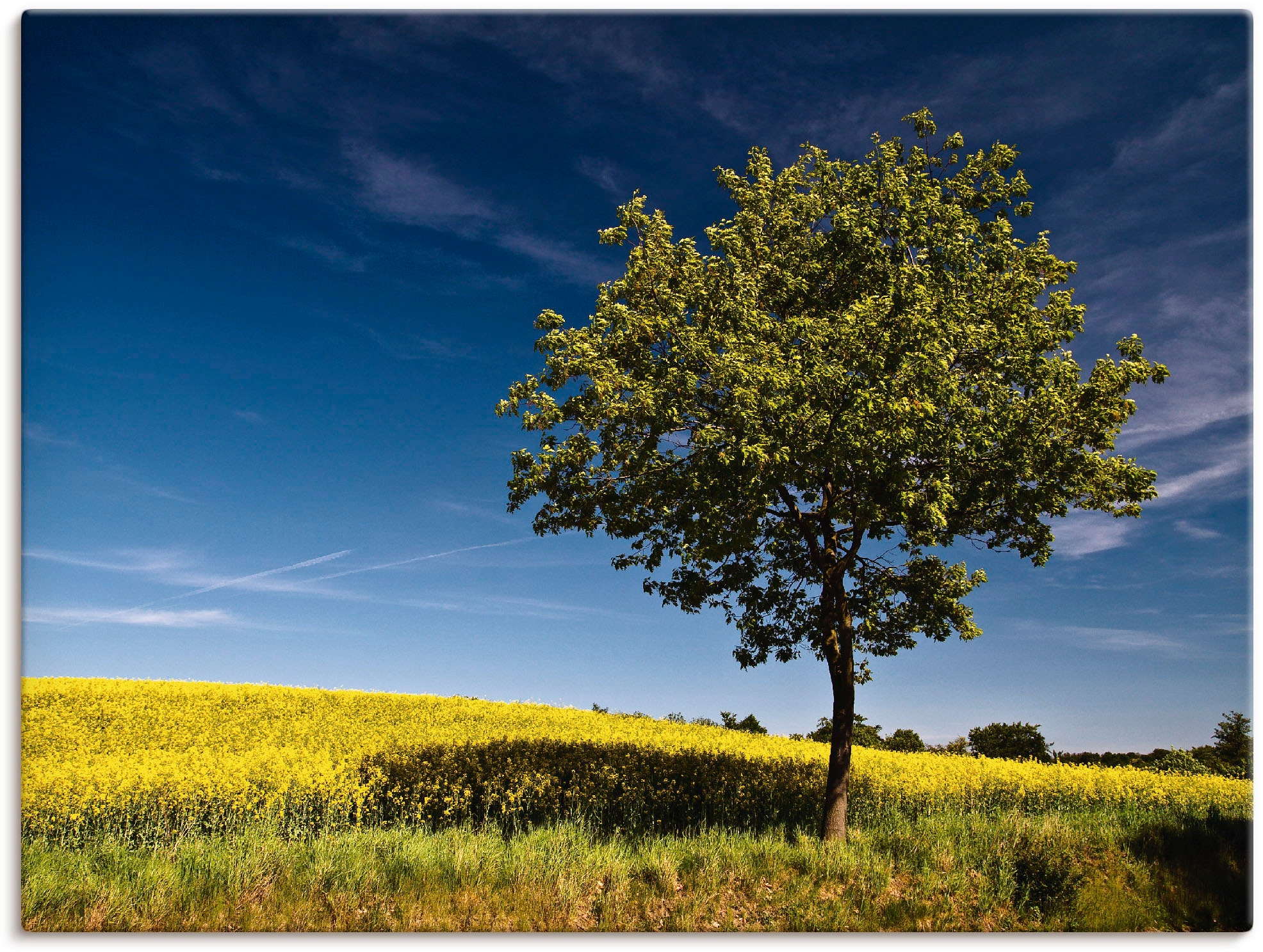 Artland Wandbild »Ein Baum am Rapsfeld«, Felder, (1 St.), als Leinwandbild,  Wandaufkleber oder Poster in versch. Größen bequem bestellen