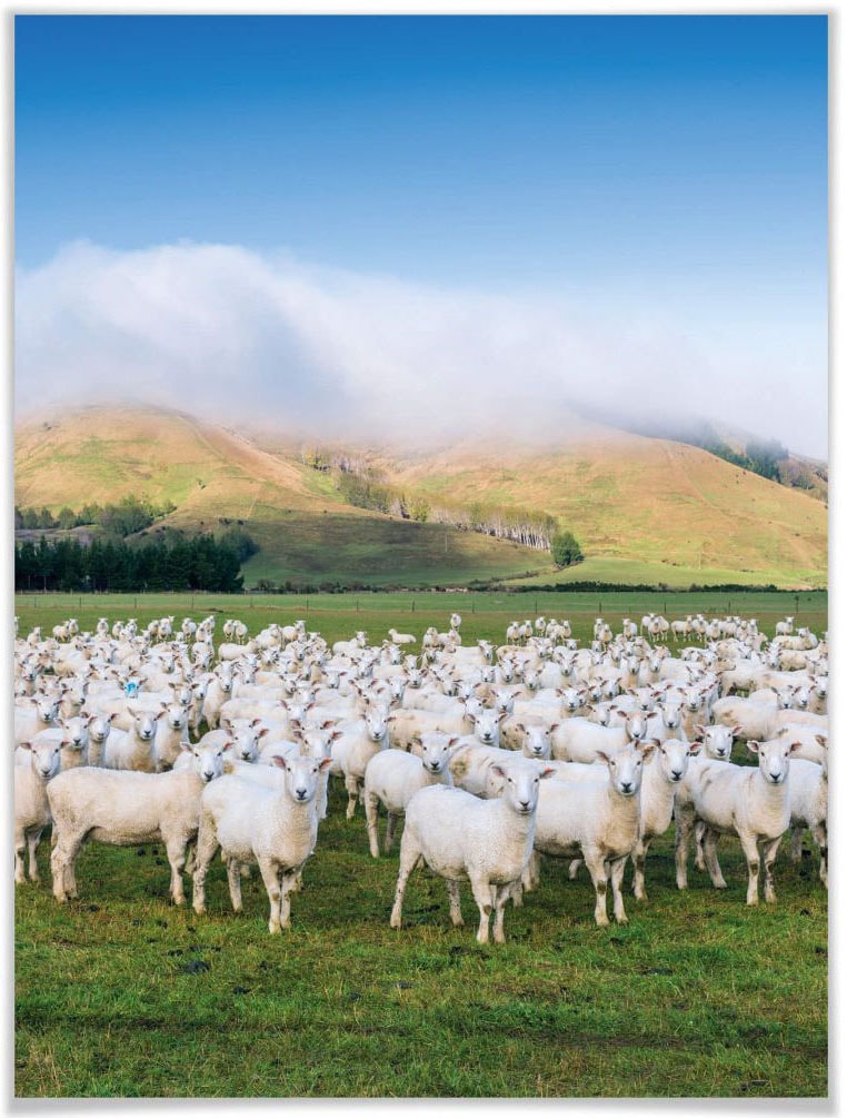 bestellen Wandposter Rechnung Poster, Wall-Art (1 »Schafherde Poster Neuseeland«, Wandbild, Bild, auf Tiere, St.),
