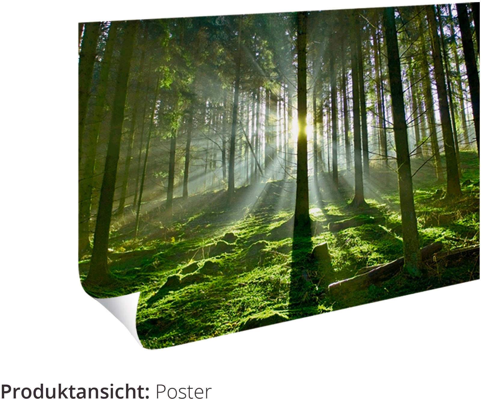 Artland Wandbild »Hirsch kaufen Poster Größen Wildtiere, oder in bequem versch. ein St.), Leinwandbild, Sonnenuntergang«, Wandaufkleber Reh (1 und als bei