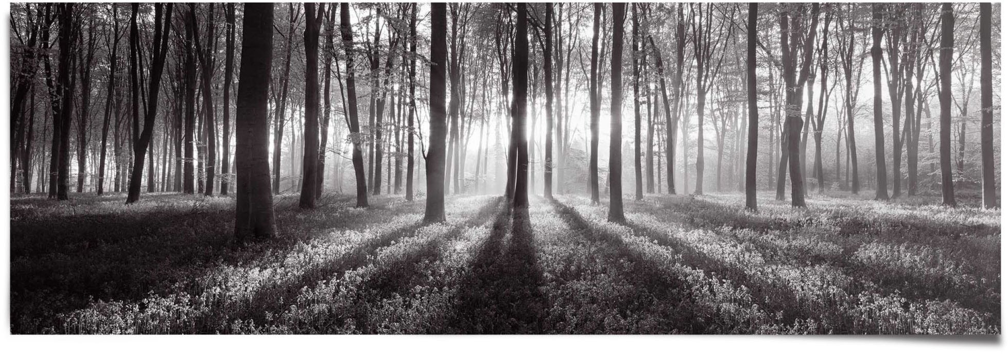 Reinders! Poster »Sonnenaufgang bestellen Raten auf Schwarz-Weiß«, St.) (1 im Wald