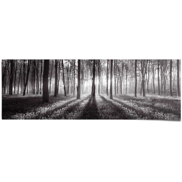 Reinders! Poster »Sonnenaufgang im Wald Schwarz-Weiß«, (1 St.) auf Raten  bestellen
