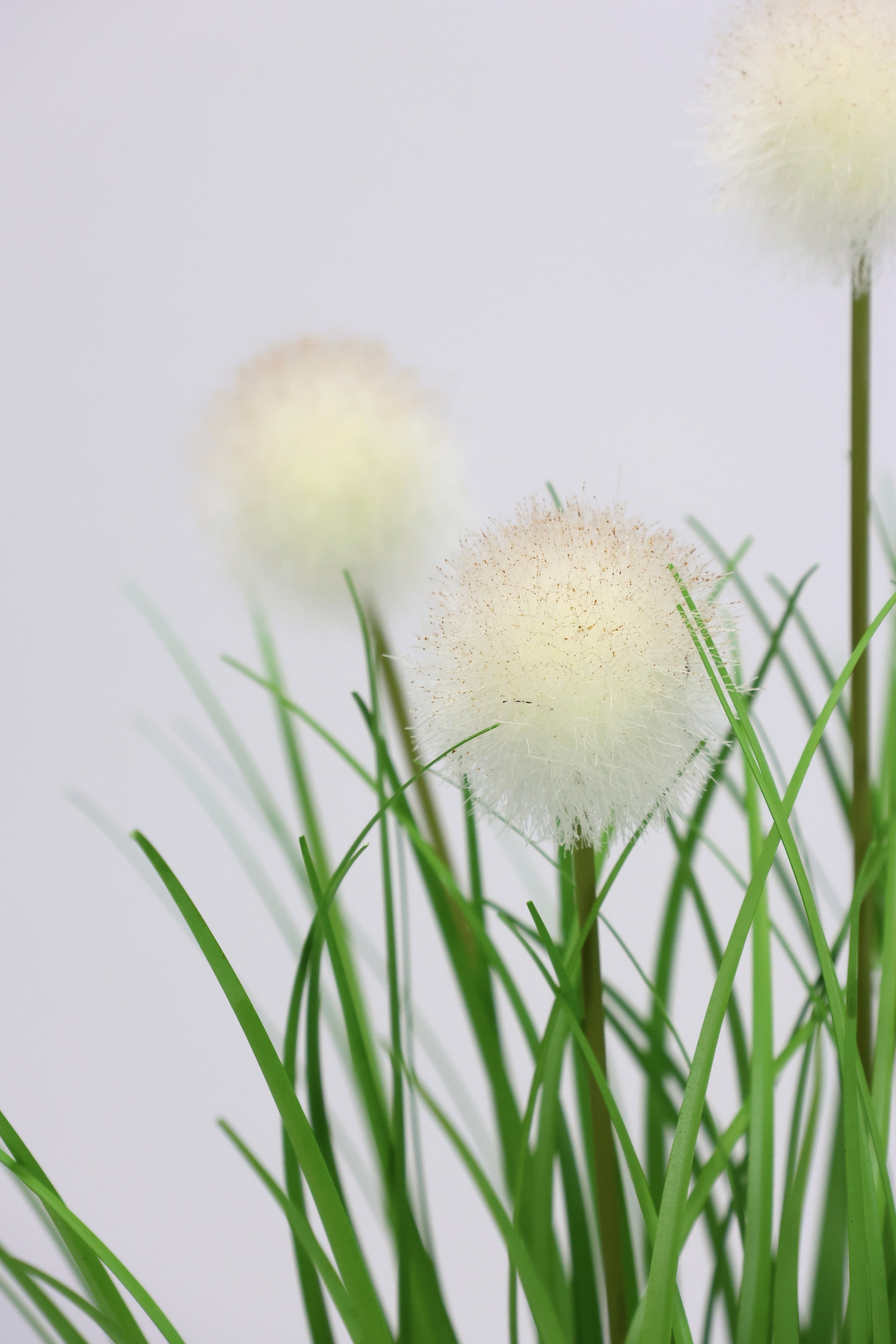 I.GE.A. Kunstpflanze »Knopfgras im Topf«