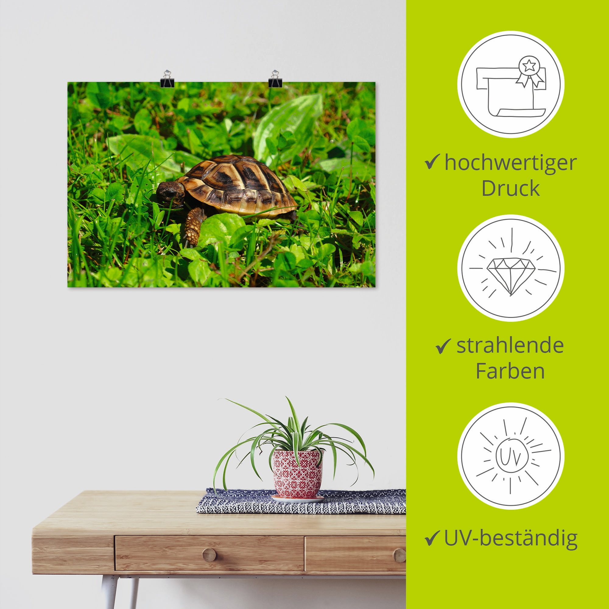 Artland Poster »Griechische Landschildkröten Baby«, Reptilien, (1 St.), als Alubild, Leinwandbild, Wandaufkleber oder Poster in versch. Größen