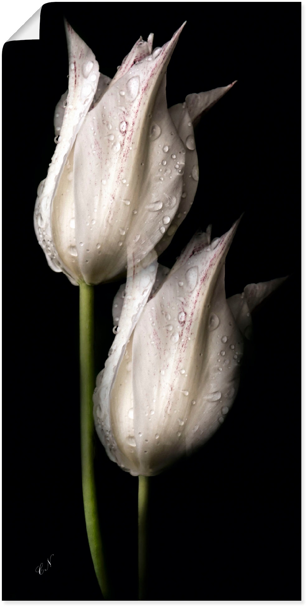 kaufen als Poster Leinwandbild, oder Blumenbilder, St.), »Weiße Wandaufkleber Alubild, auf Rechnung Größen in (1 der Nacht«, in Tulpen versch. Wandbild Artland