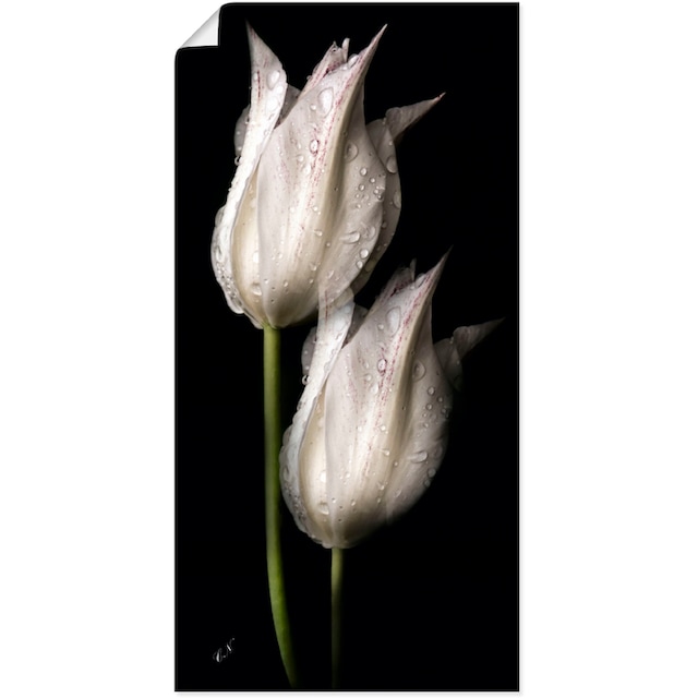 Artland Wandbild »Weiße Tulpen in der Nacht«, Blumenbilder, (1 St.), als  Alubild, Leinwandbild, Wandaufkleber oder Poster in versch. Größen auf  Rechnung kaufen