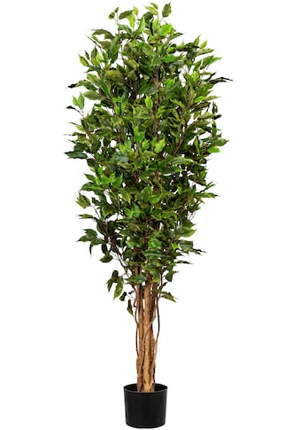 Kunstbaum »Ficus Benjamini«