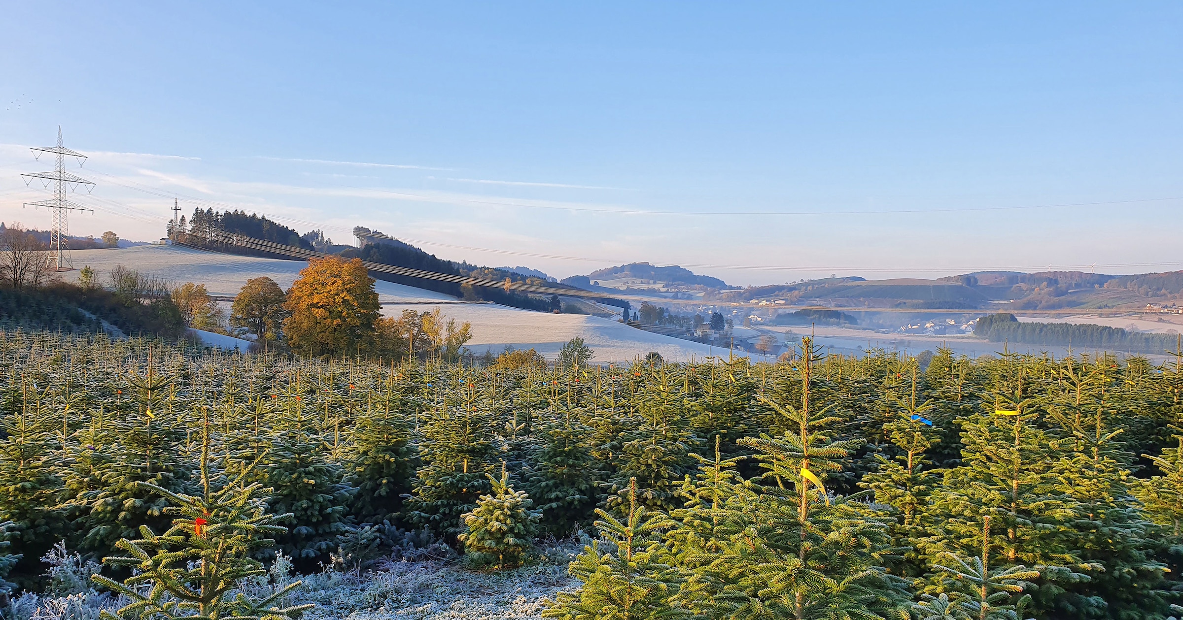 100 »Nordmanntanne cm Echter 120 Weihnachtsbaumland bis Höhe kaufen Holzkreuz montiert, online Weihnachtsdeko«, Weihnachtsbaum ca. Nordmanntanne, auf