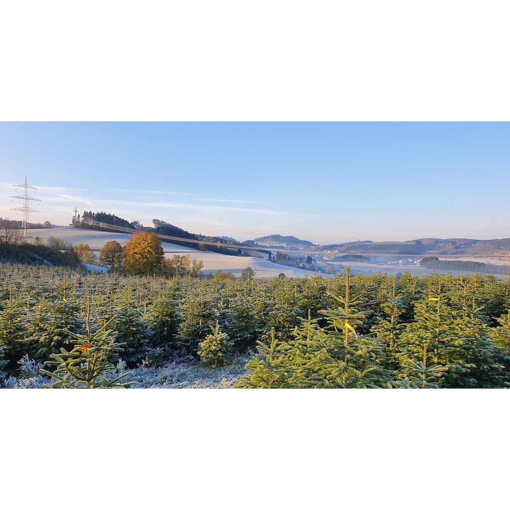 Weihnachtsbaumland Echter Weihnachtsbaum »Nordmanntanne auf Holzkreuz montiert, Weihnachtsdeko«, Nordmanntanne