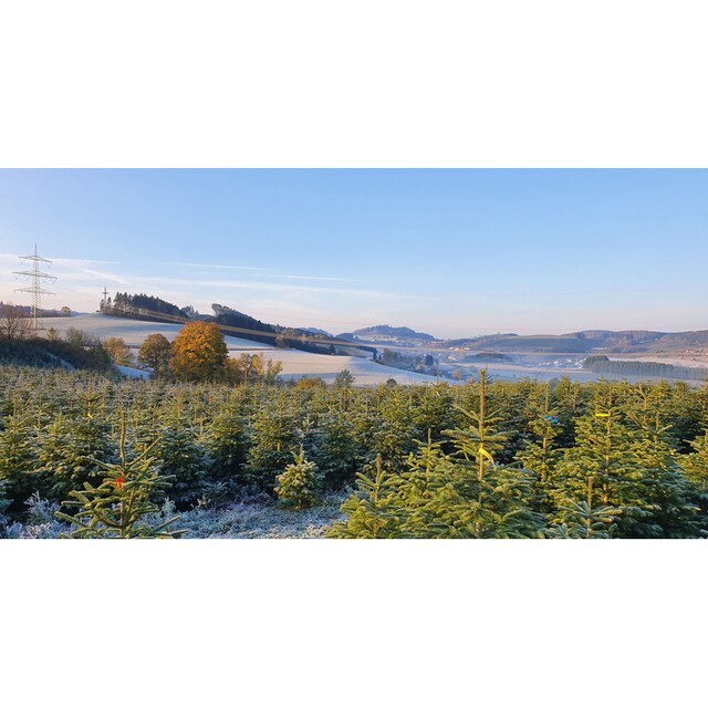 Weihnachtsbaumland Echter Weihnachtsbaum »Nordmanntanne auf Holzkreuz  montiert, Weihnachtsdeko«, Nordmanntanne, Höhe ca. 100 bis 120 cm online  kaufen