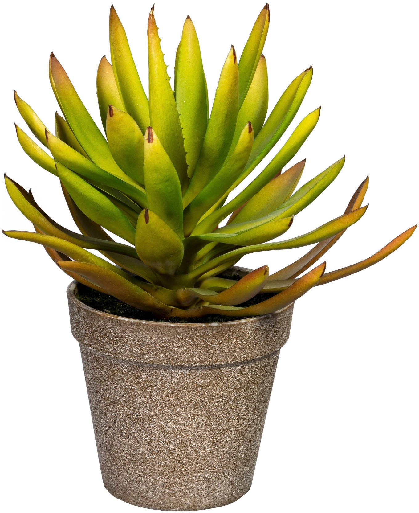 Creativ green Künstliche Zimmerpflanze »Deko-Sukkulente Aloe plicatilis«  bequem kaufen