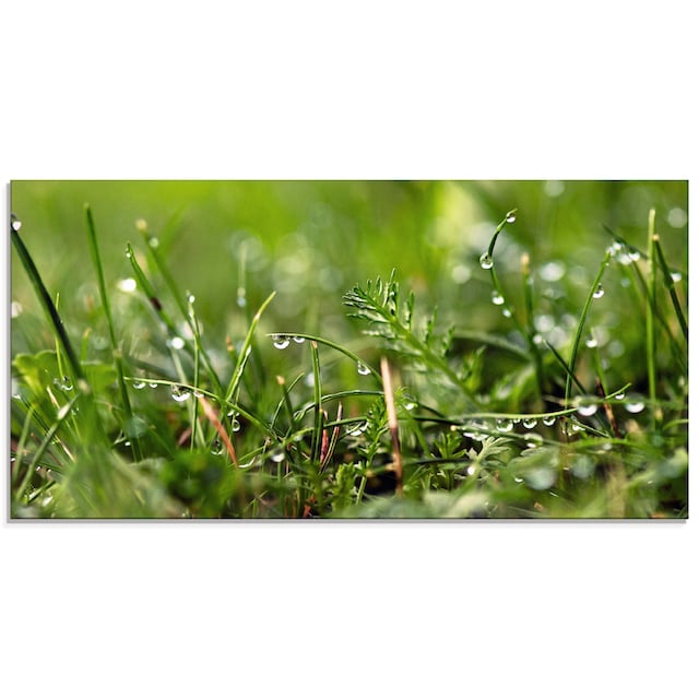 Artland Glasbild »Tautropfen«, Gräser, (1 St.), in verschiedenen Größen  bequem kaufen