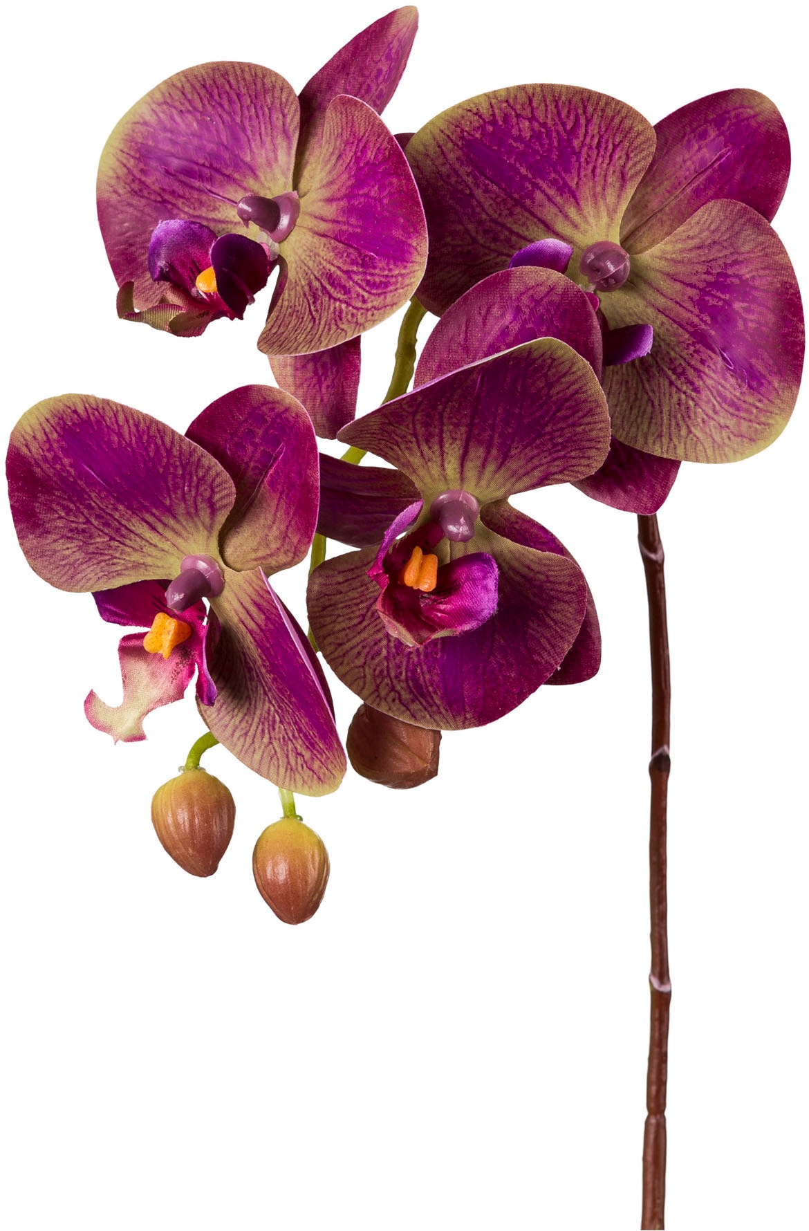 Creativ green Kunstorchidee »Orchidee Phalaenopsis«, mit real-touch-Blüten