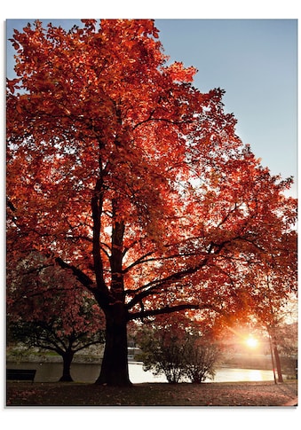 Artland Glasbild »Herbstbaum«, Bäume, (1 St.) kaufen