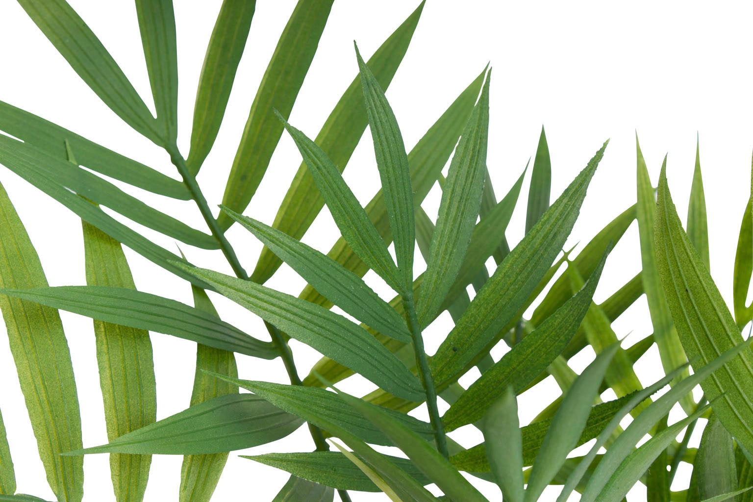 Botanic-Haus Künstliche Zimmerpflanze »Chamaedorea Palme« auf Raten  bestellen