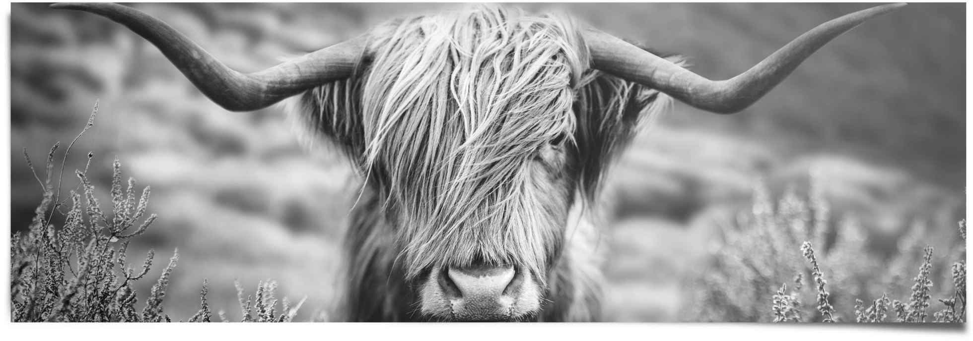 Reinders! Poster »Highlander Bulle Tiermotiv - Nahaufnahme - Hochlandrind  Bild«, (1 St.) auf Rechnung bestellen