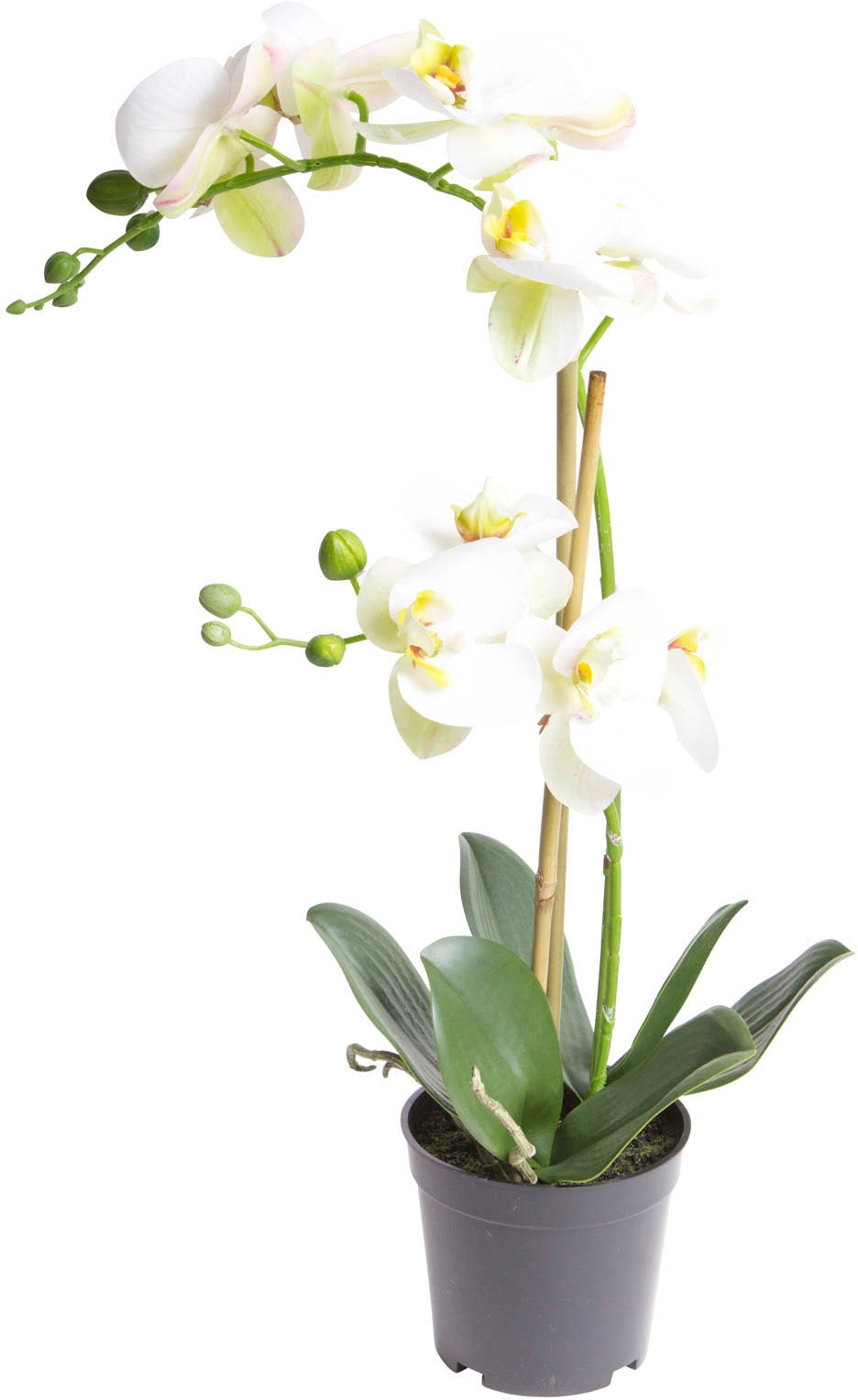 »Orchidee auf Kunstorchidee Raten Botanic-Haus bestellen Bora«