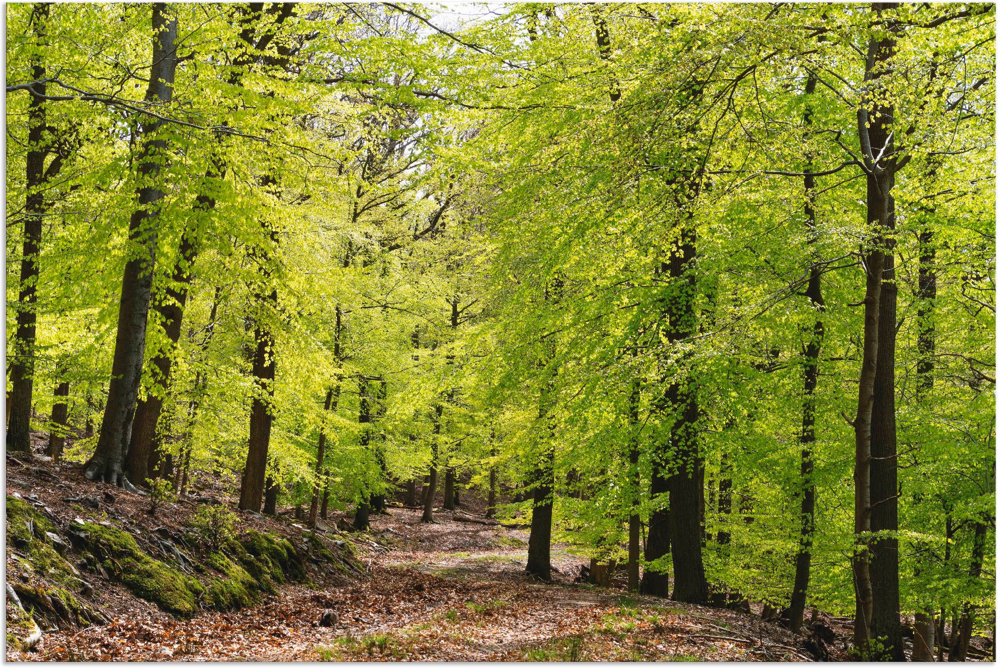 Wald, bequem St.), (1 Wandbild kaufen Frühling«, als im Größen in Wandaufkleber oder Artland »Die Buchen versch. Leinwandbild, Alubild, Poster