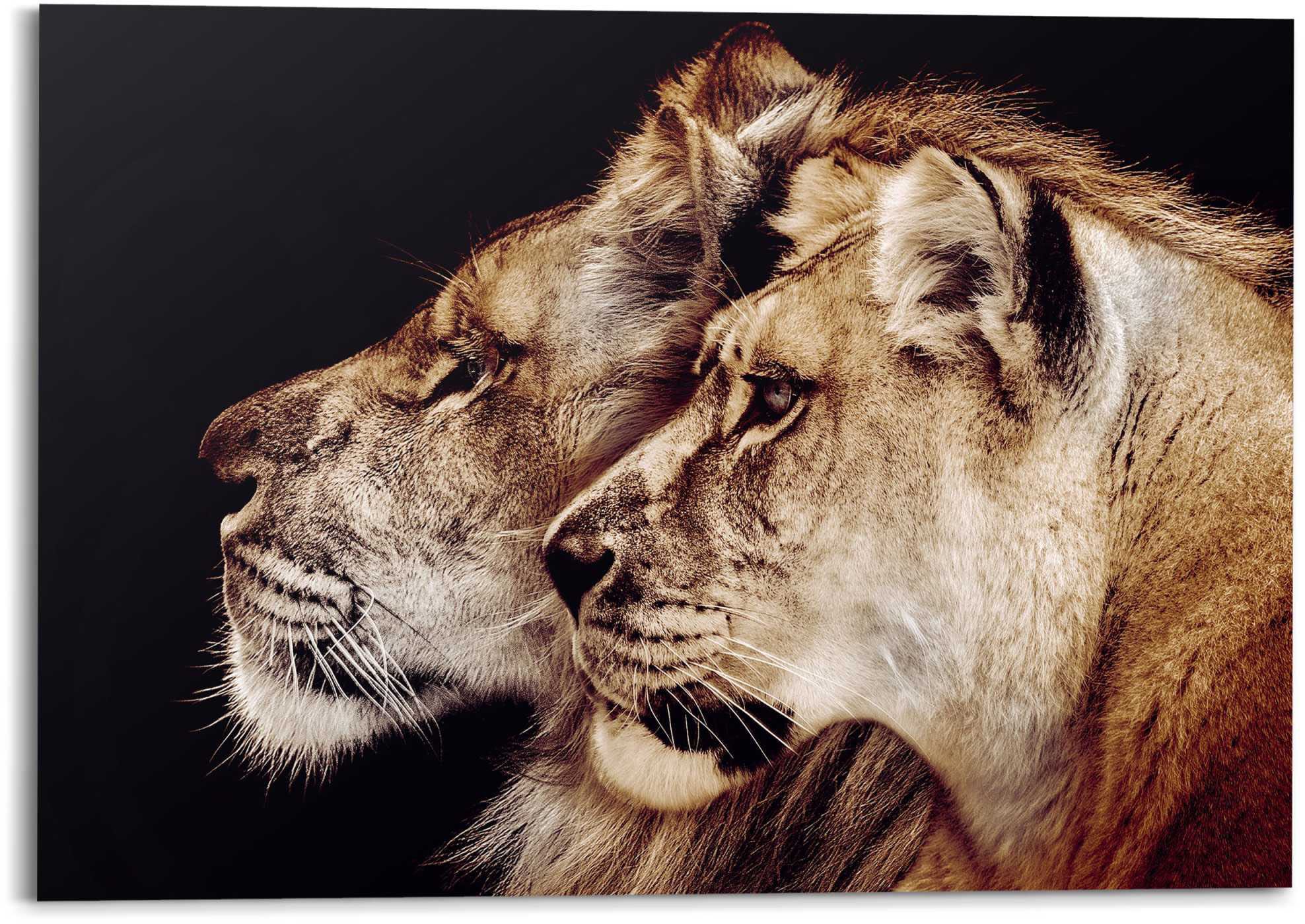 Reinders! Wandbild - Löwin (1 St.) »Wandbild Löwen, - und Löwenkopf Löwe bestellen Raubtier bequem Seitenporträt«
