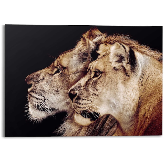 Reinders! Wandbild »Wandbild Löwe und Löwin Raubtier - Löwenkopf -  Seitenporträt«, Löwen, (1 St.) bequem bestellen