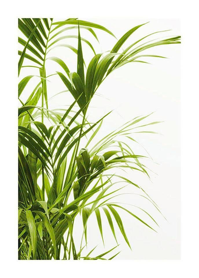 Komar Bild »Reed Leaves« Blätter | Pflanzen 1 Stk. tlg. Wandbild zur Dekoration - ohne Rahmen