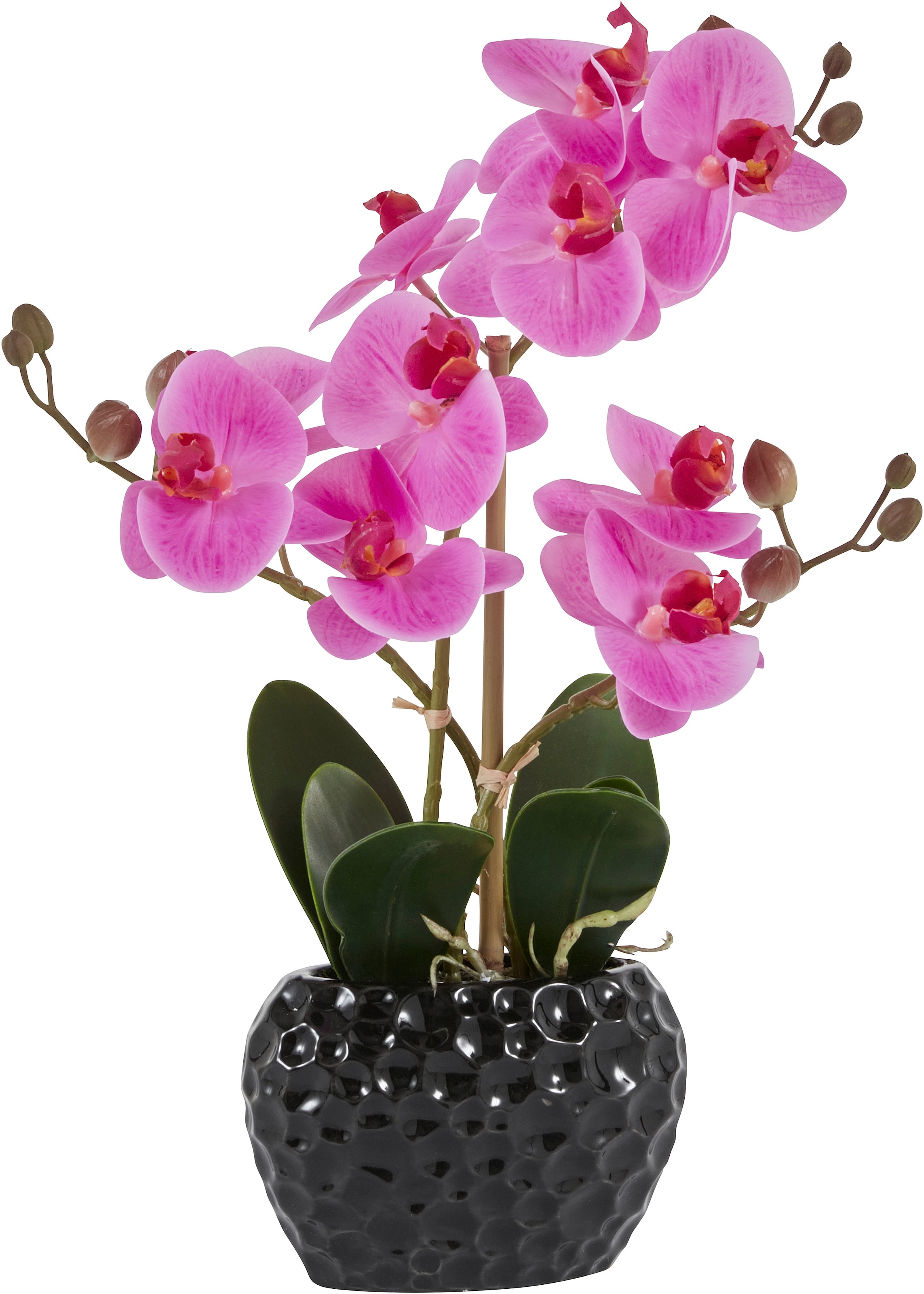 Garantie | online XXL »Orchidee«, Topf kaufen im Kunstpflanze mit Kunstorchidee, 3 Jahren Leonique