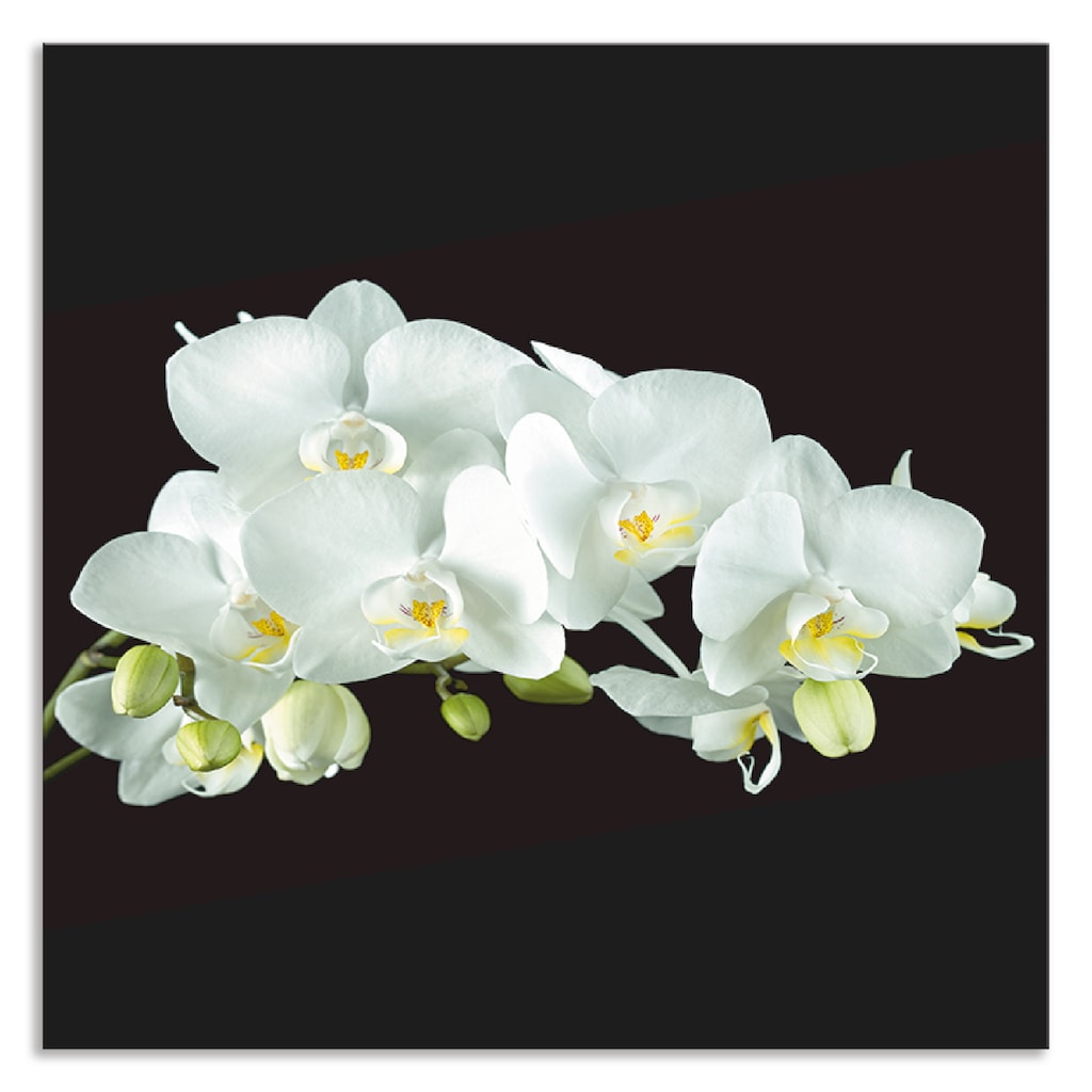 Artland Küchenrückwand »Weiße Orchidee auf schwarzem Hintergrund«, (1 tlg.)