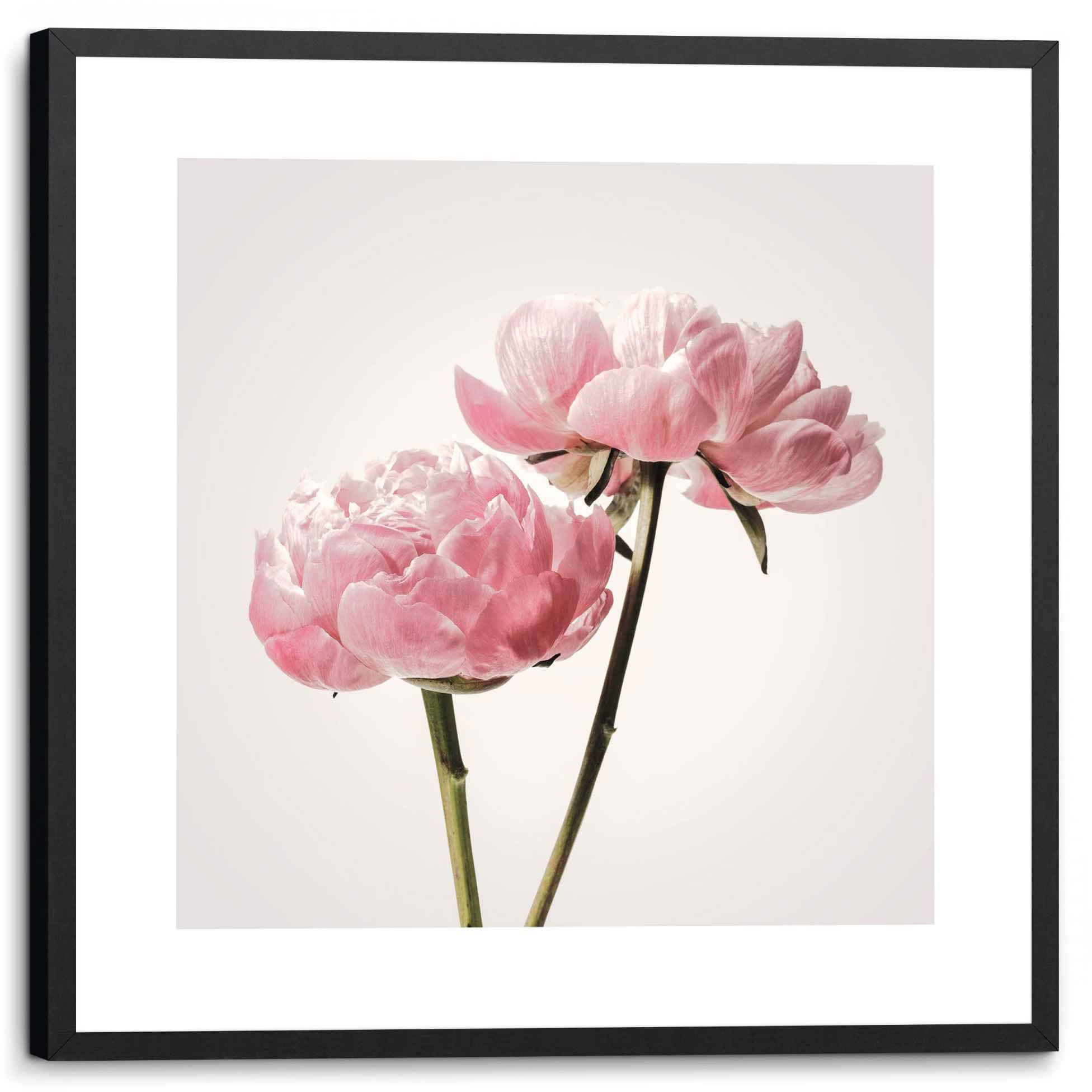 Reinders! Bild »Gerahmtes Bild Pfingstrosenblüten - - Rechnung Blüten auf Blumen (1 kaufen St.) Blumen, Romantisch«
