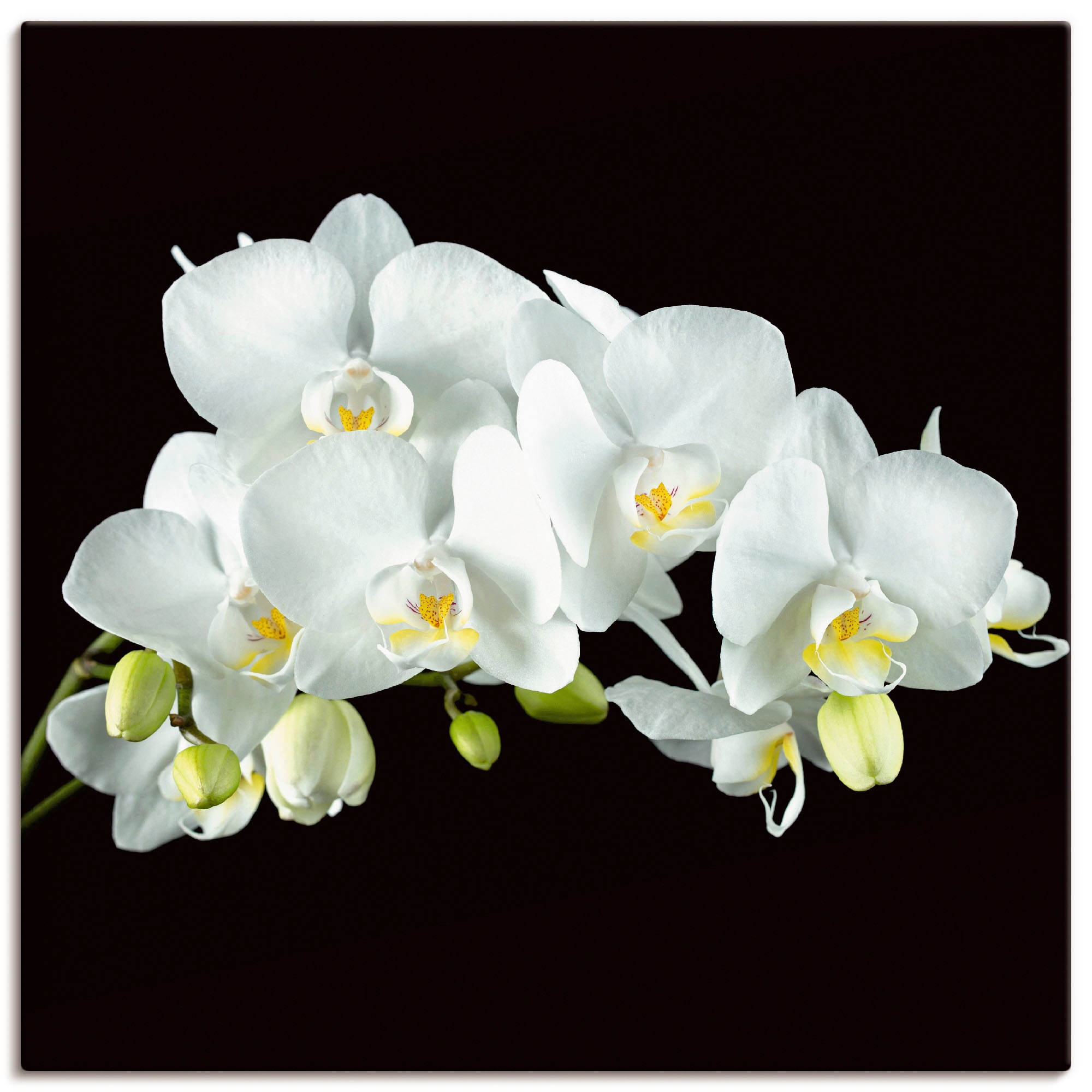 Artland Wandbild »Weiße Orchidee auf schwarzem Hintergrund«, Blumen, (1 St.), als Leinwandbild, Poster, Wandaufkleber in verschied. Größen