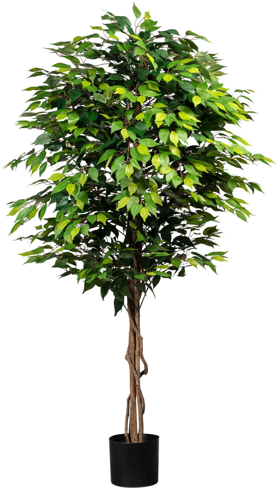 Creativ green | online Kunstpflanze kaufen »Ficus 3 Benjamini« Jahren Garantie mit XXL